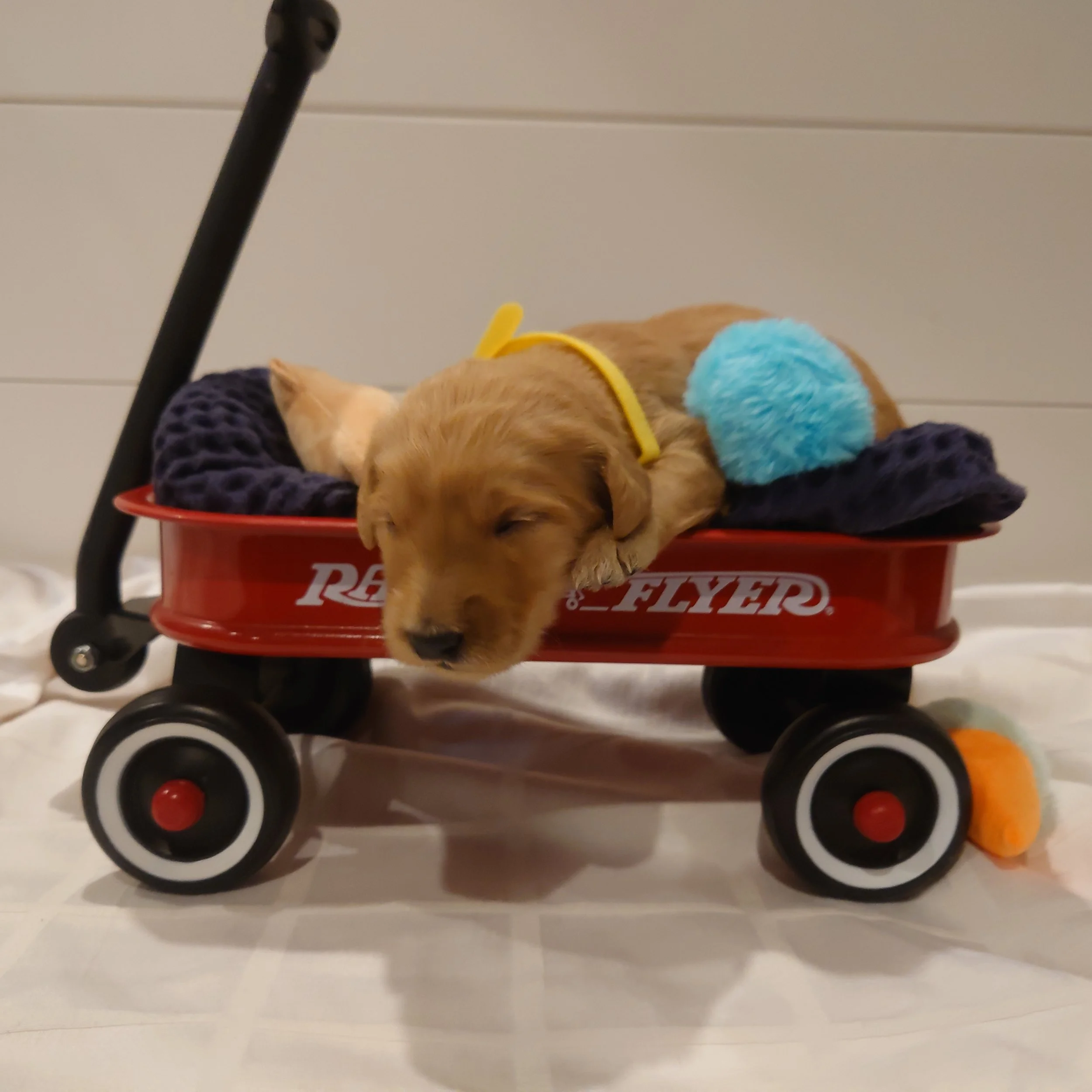 Daisy the 12 day old F1 Goldendoodle puppy lays in a small radio flyer wagon with small stuffed toys.