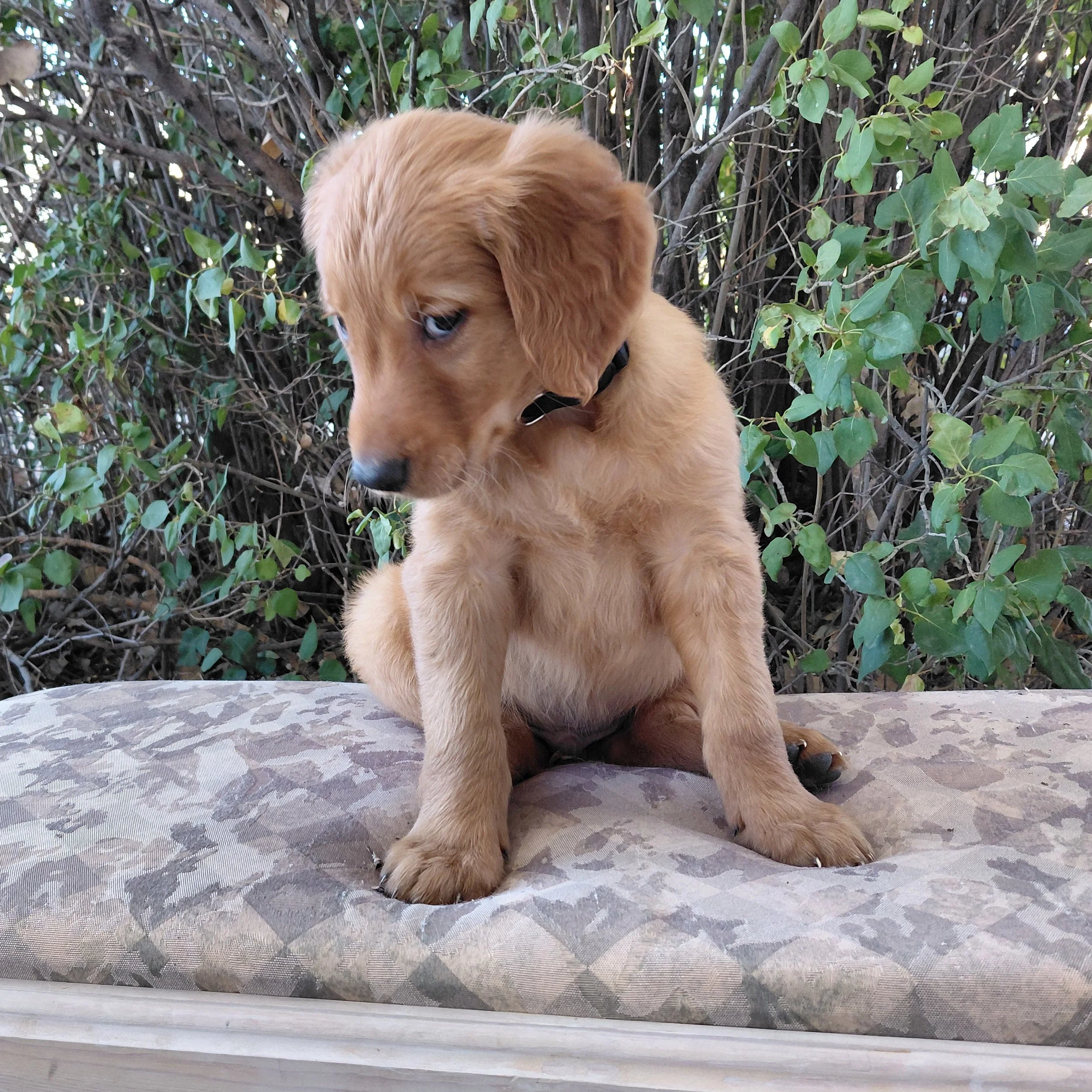 Zuko, the 7 week old Golden Retriever puppy is on a bench in front of a lilac bush.