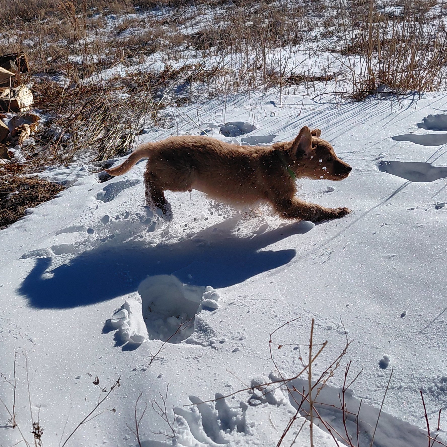 Rocky the 9 week old Golden Retriever puppy plays in the fresh snow.