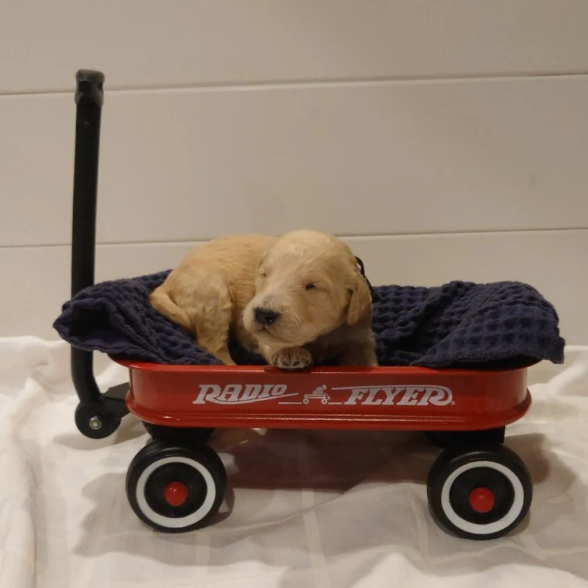 Yoshi the 12 day old F1 Goldendoodle puppy lays in a small radio flyer wagon.