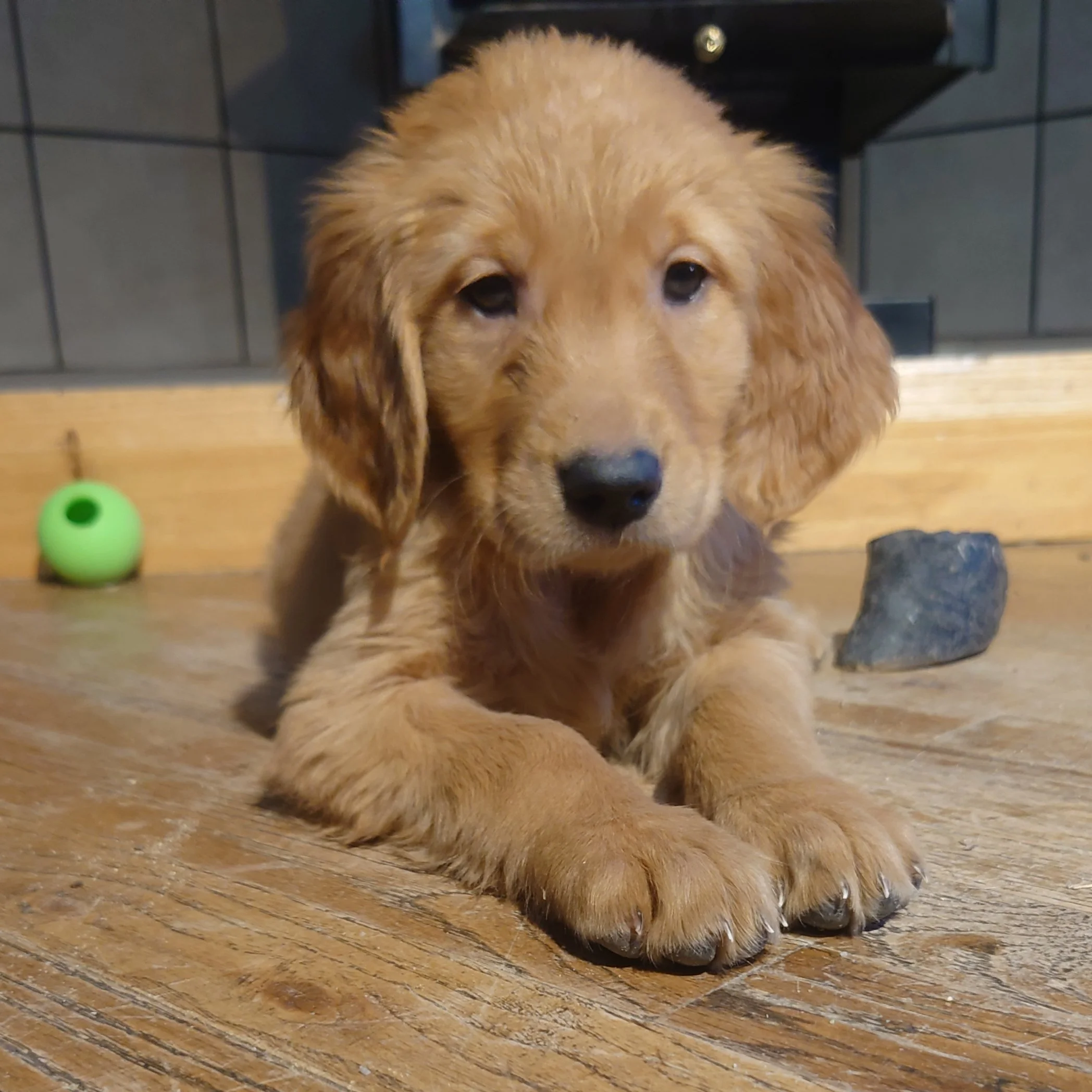 Liberty the 7 week old Golden Retriever puppy lays on a wooden floor in front of a wood fireplace.
