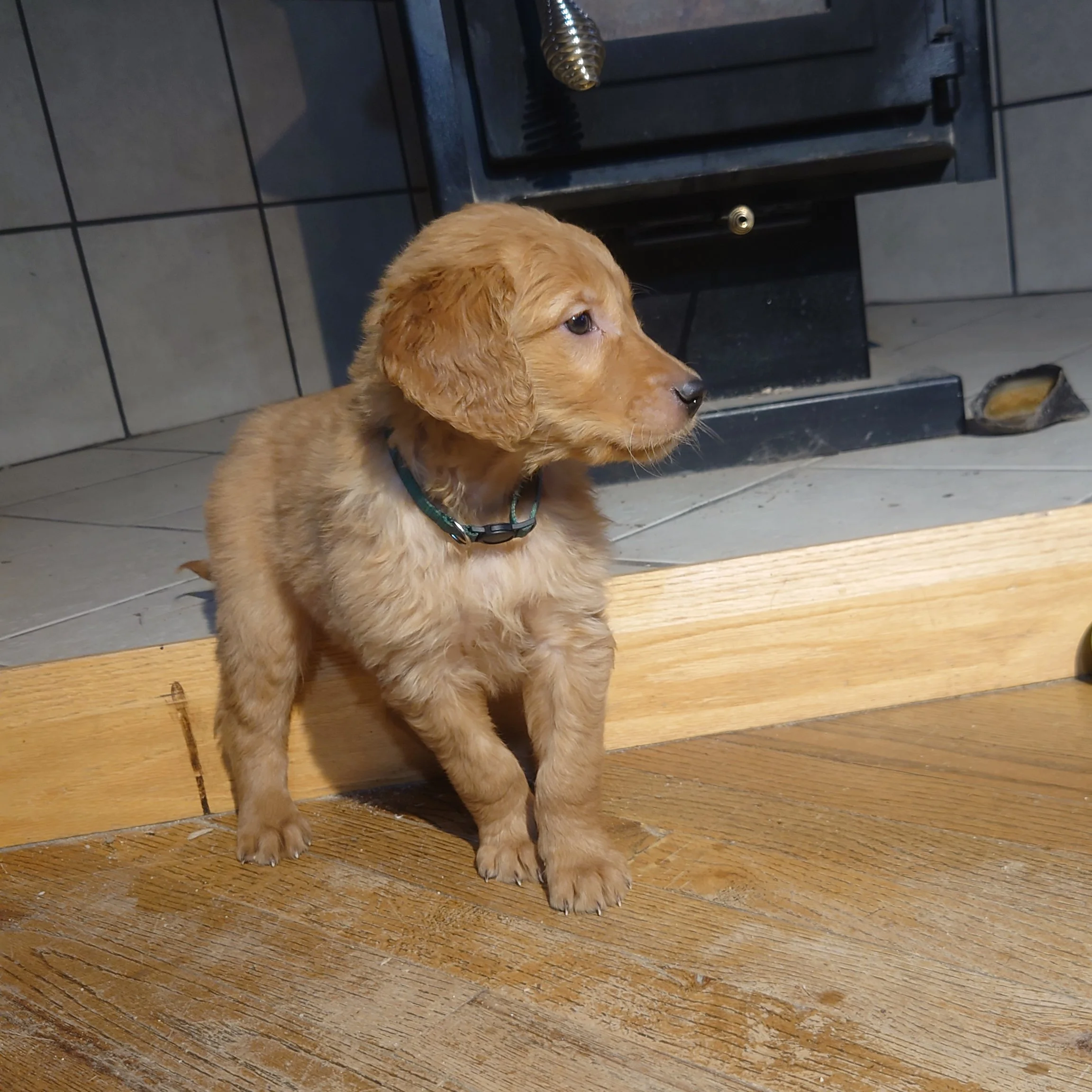 Rocky the 7 week old Golden Retriever puppy stands on a wooden floor in front of a wood fireplace.