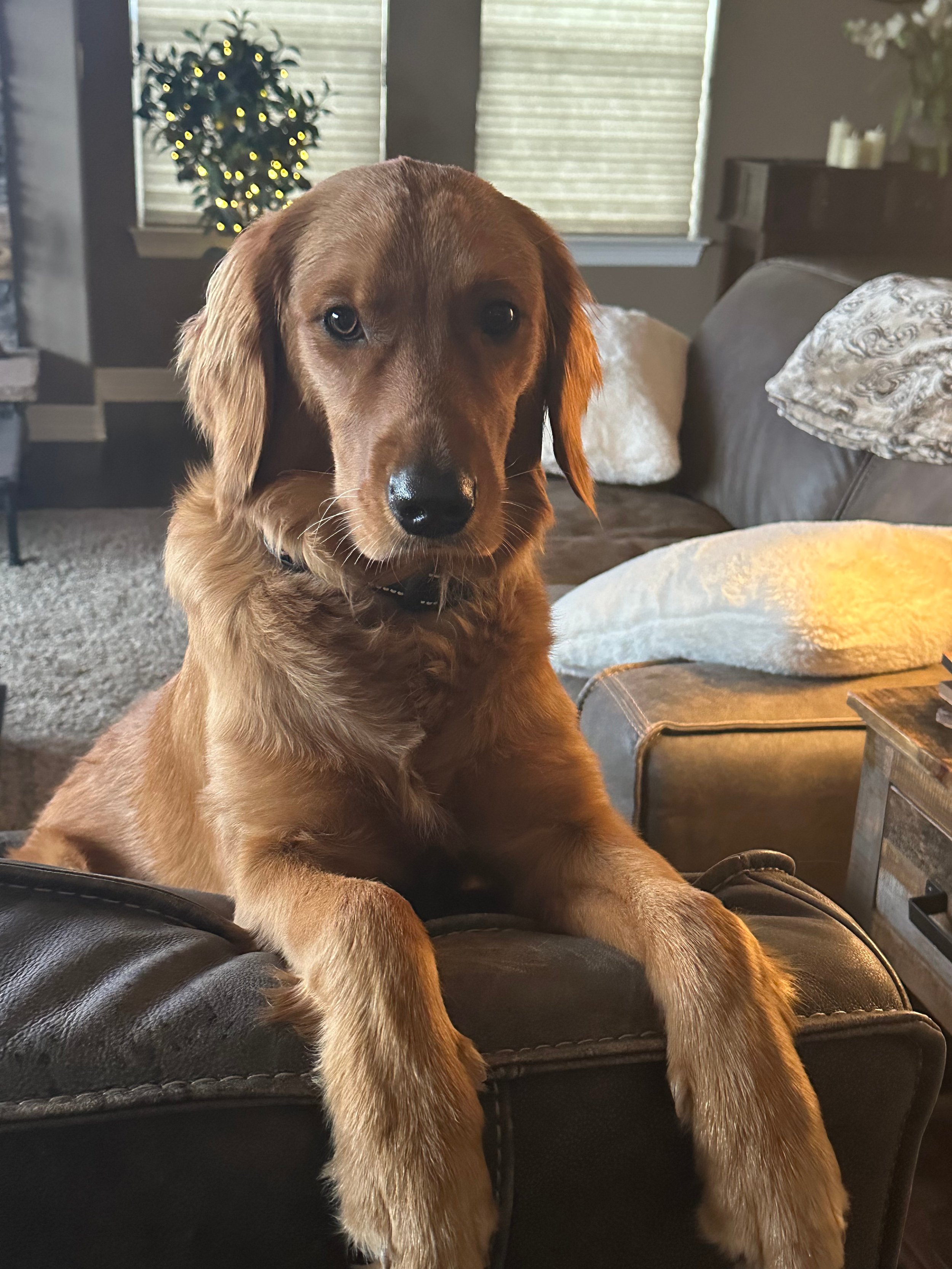 Rhea the Golden retriever poses over the back of a couch.