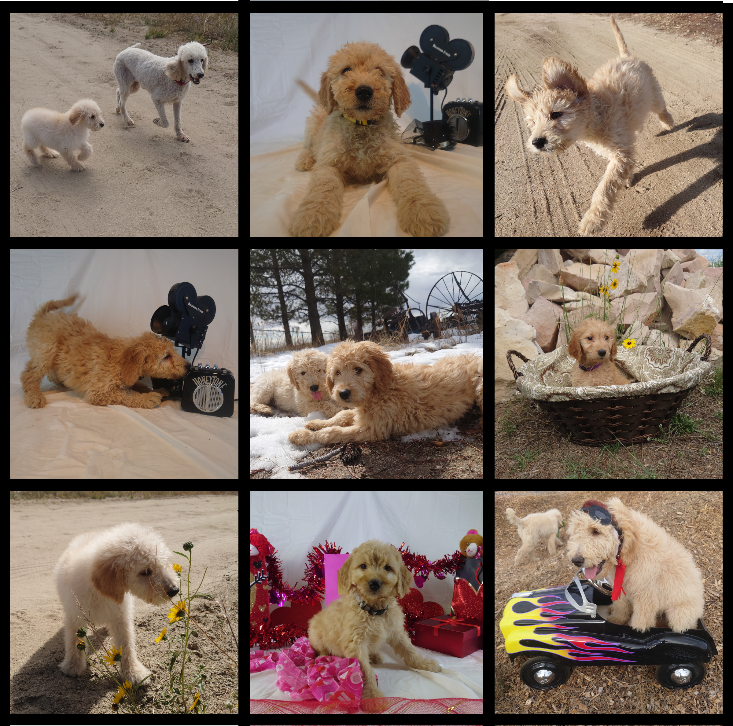 Collage of 9 goldendoodle puppy pictures. Top left: Top Middle: Top right: Middle Left: Middle: Middle Right: Bottom Left: Bottom Middle: Bottom Right: