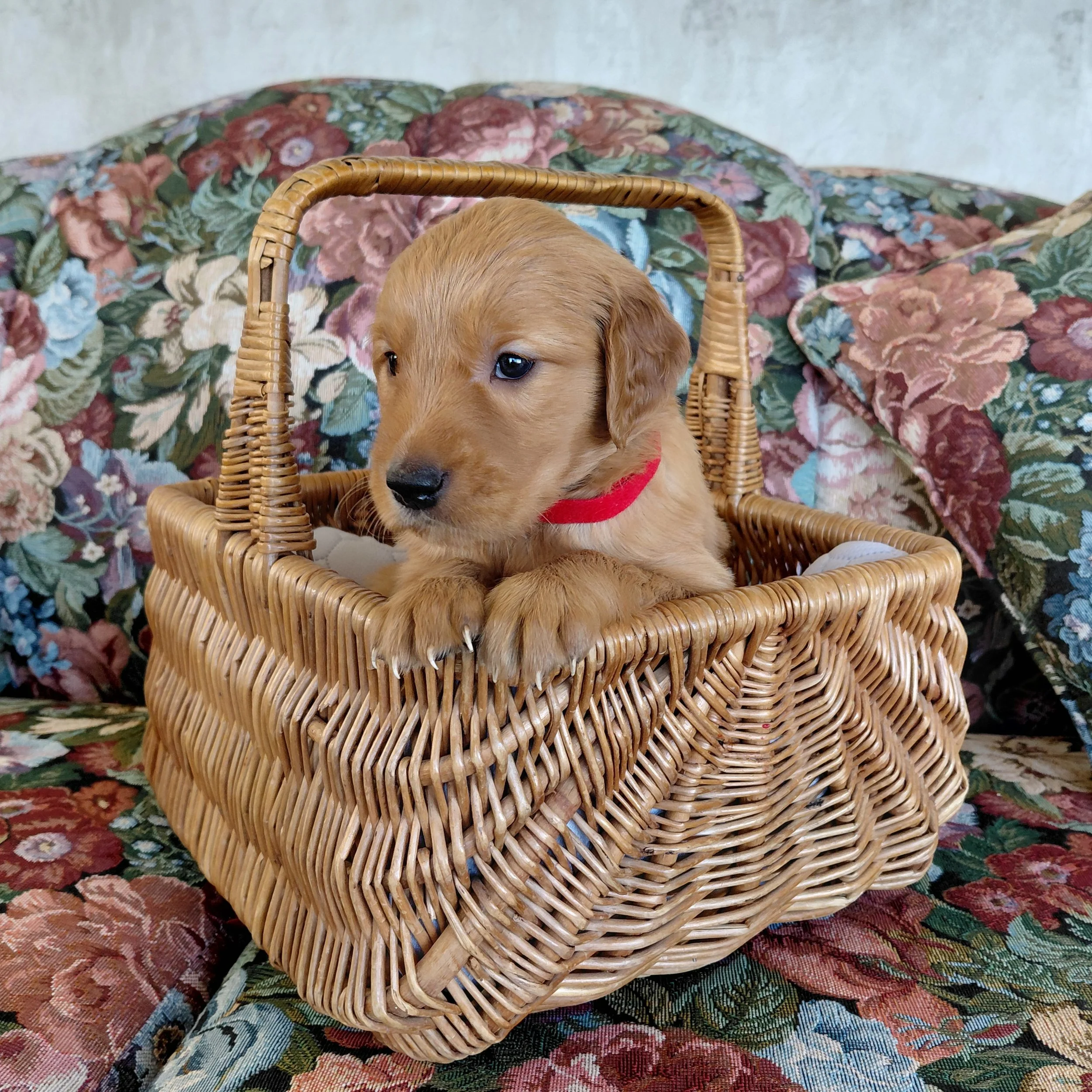 Katara, the 4 week old Golden Retriever puppy sits in a basket on a floral couch with a red collar.