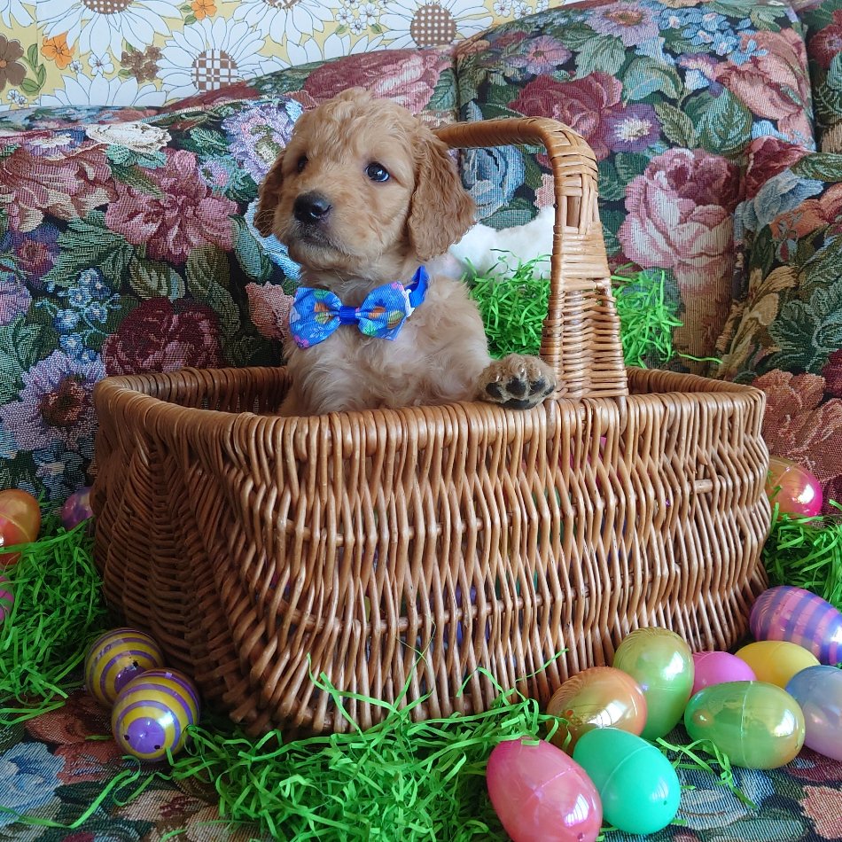 Mario the 5 week old F1 Goldendoodle puppy sits politely in a basket surrounded by colorful Easter Eggs.