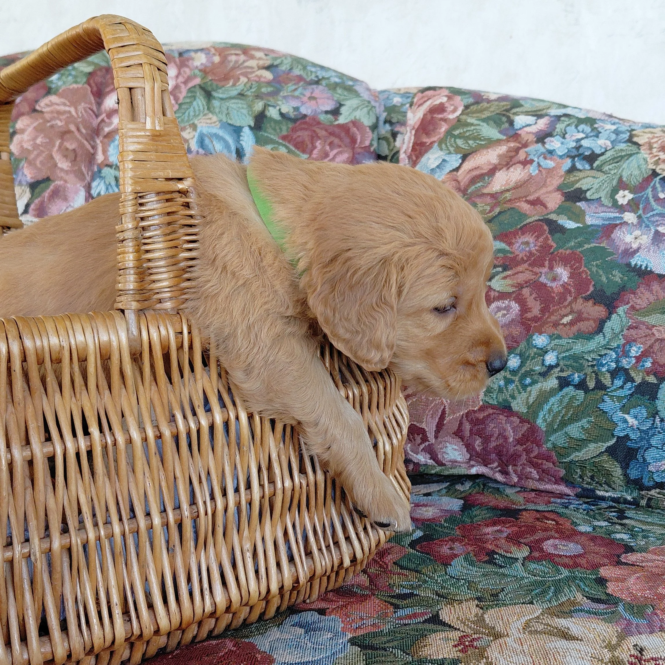 Iroh, the 4 week old Golden Retriever puppy sits in a basket on a floral couch with a green collar.