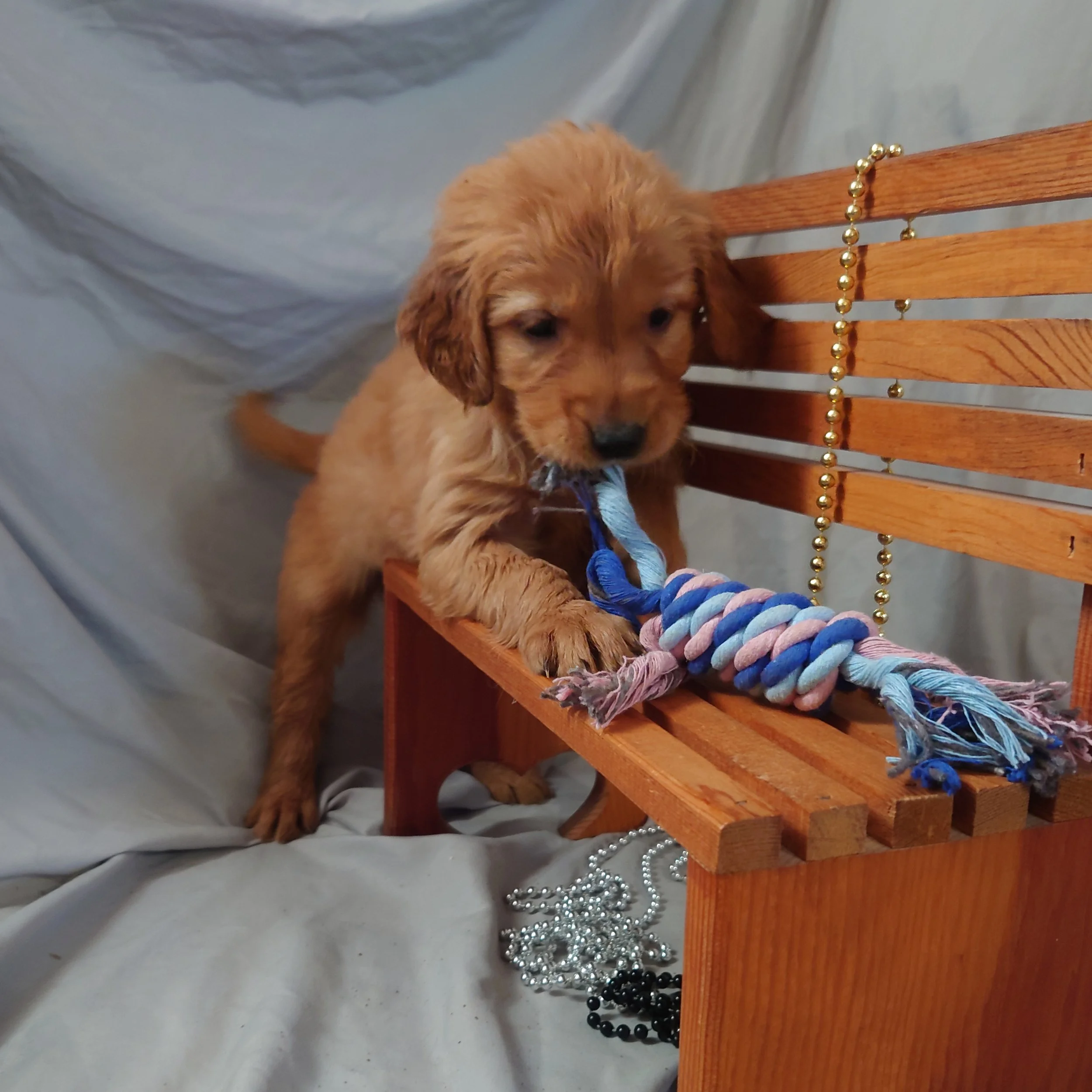 Coral the 5 week old Golden Retriever puppy plays with a rope toy on a mini wooden bench.