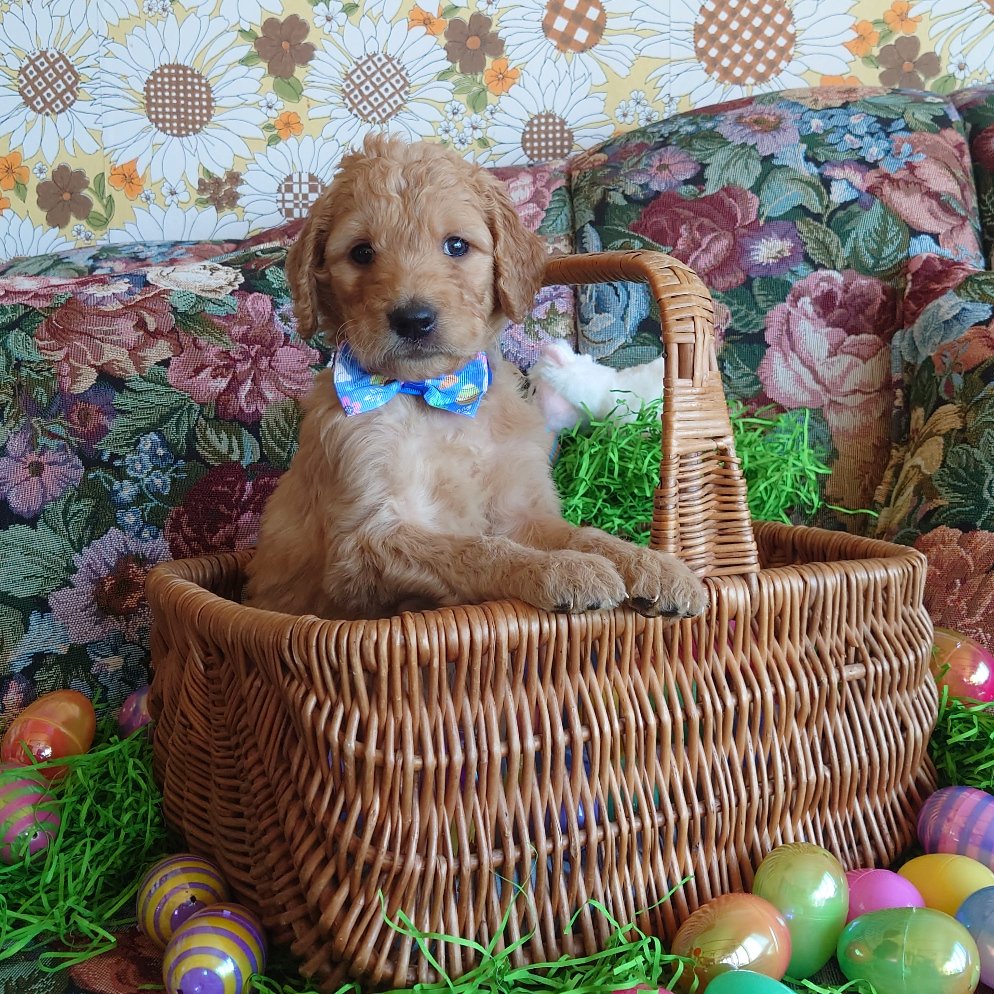 Mario the 5 week old F1 Goldendoodle puppy sits politely in a basket surrounded by colorful Easter Eggs.