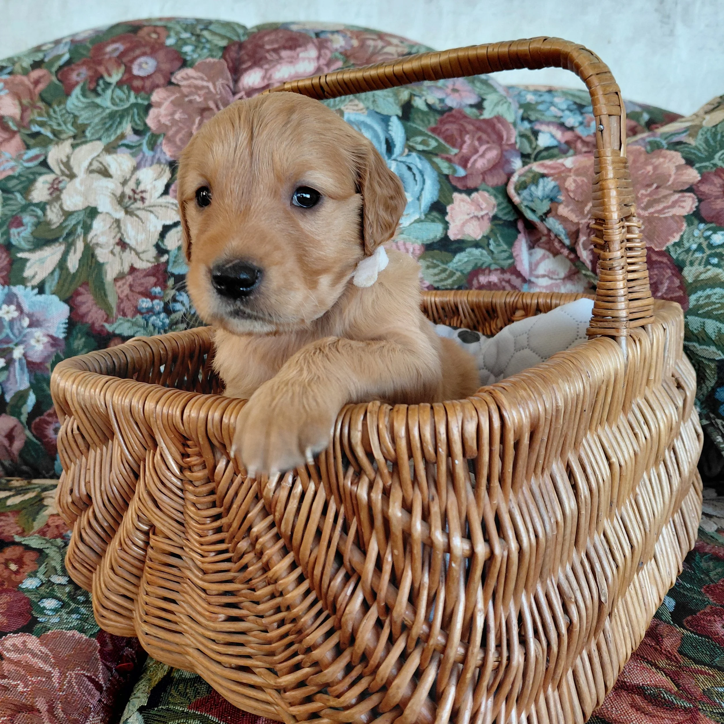 Suki, the 4 week old Golden Retriever puppy sits in a basket on a floral couch with a white collar.
