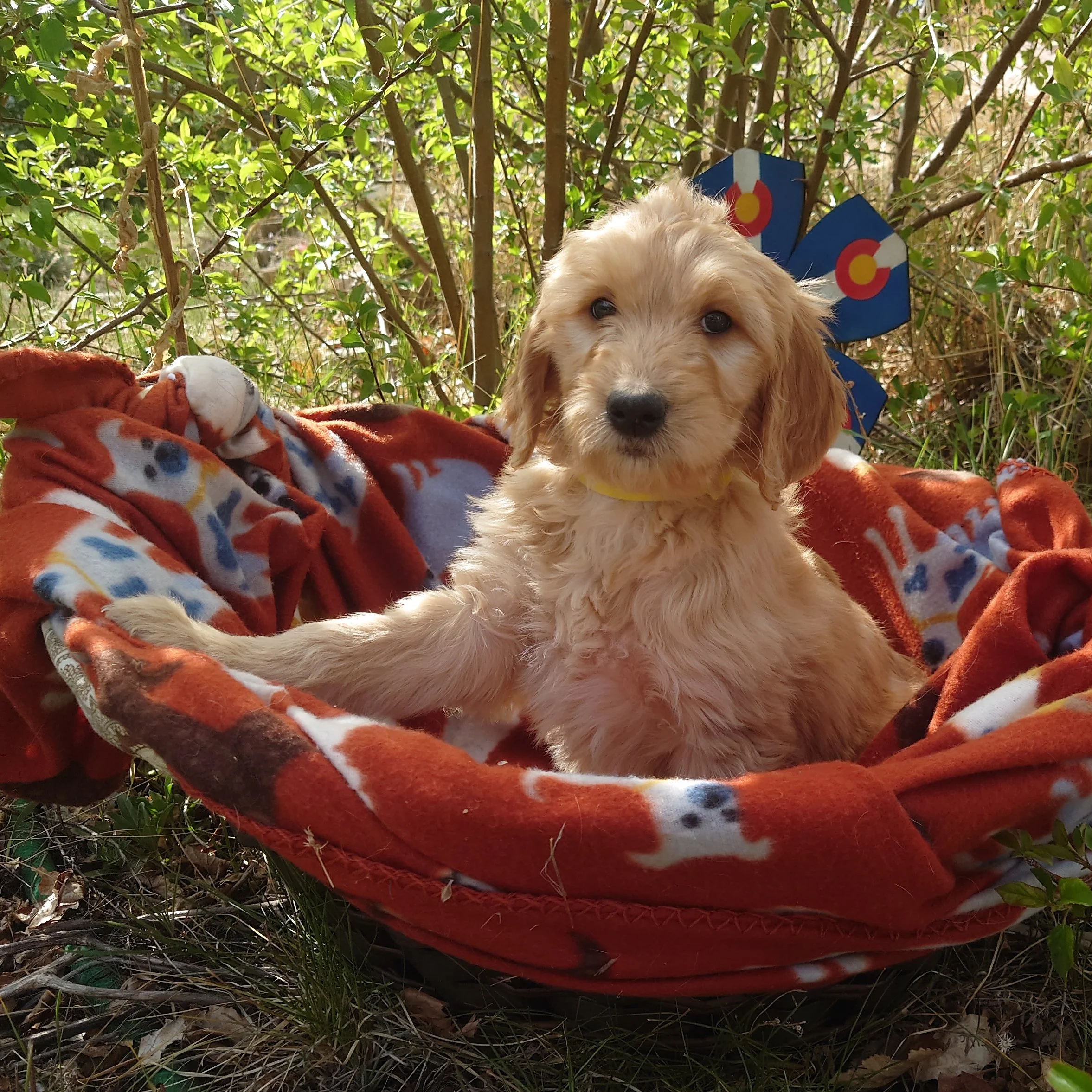 7 week old Daisy the F1 Goldendoodle puppy sits paws on the edge of a basket with a fleece blanket. Behind her a painted Colorado flags on a flower shape.