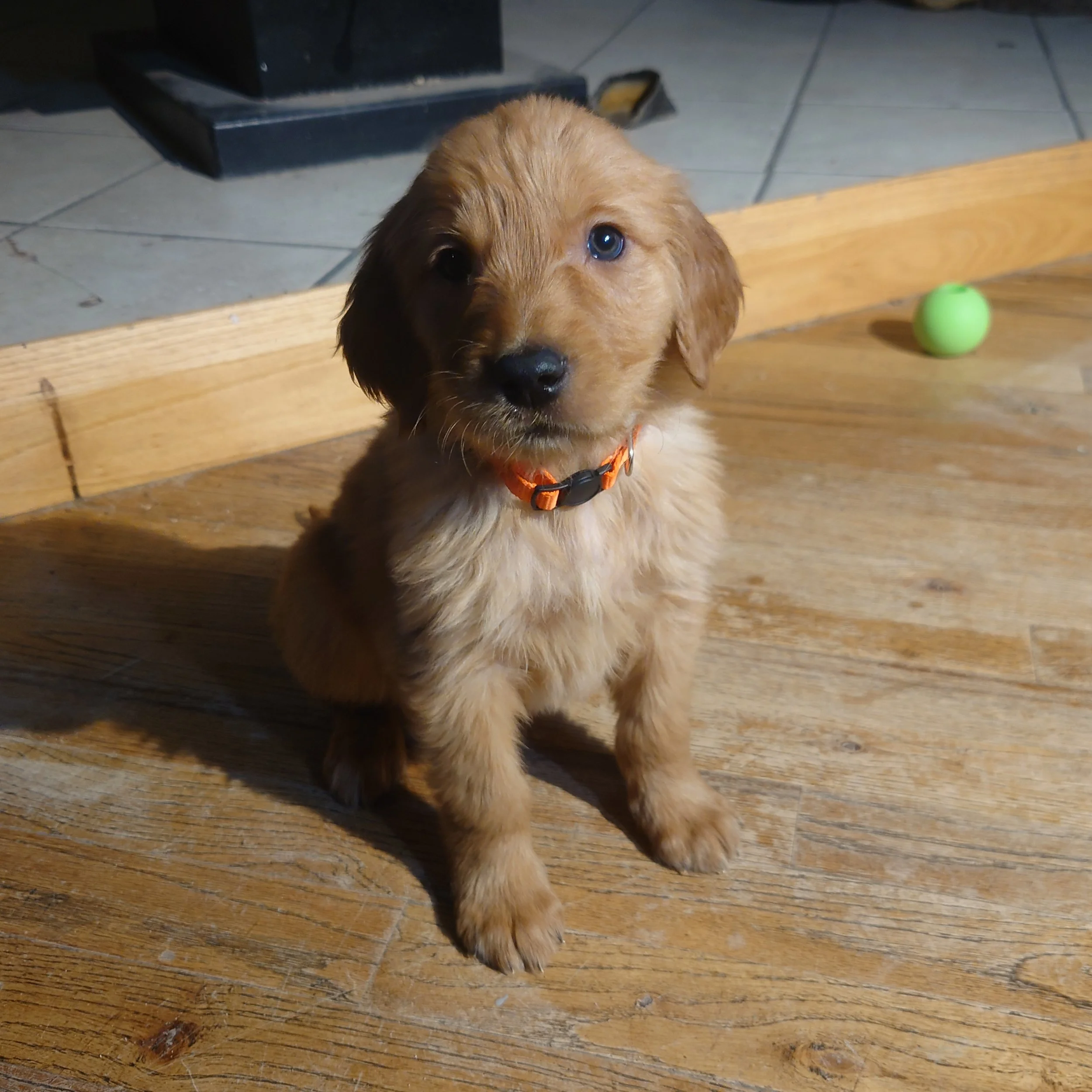 Zuma the 7 week old Golden Retriever puppy sits on a wooden floor in front of a wood fireplace.