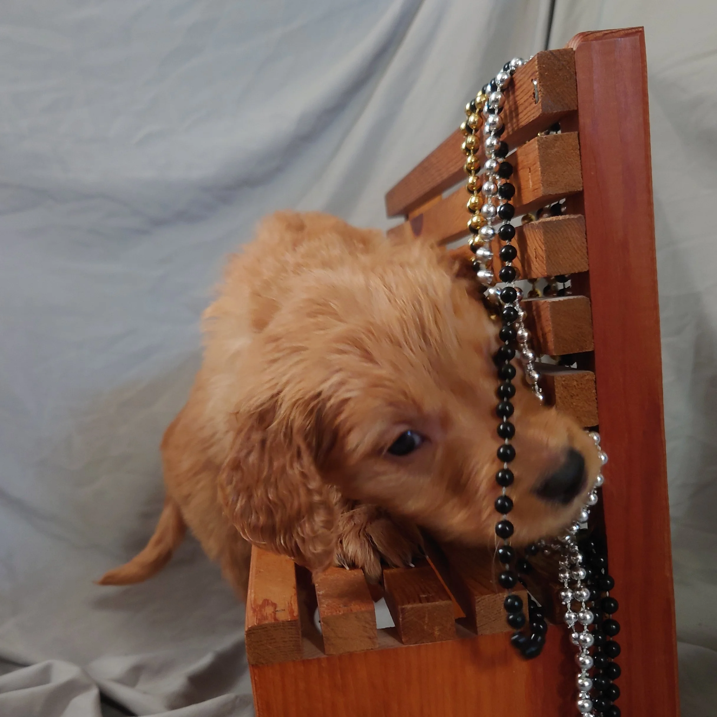 Tracker the 5 week old Golden Retriever checks out some beads on a mini wooden bench.