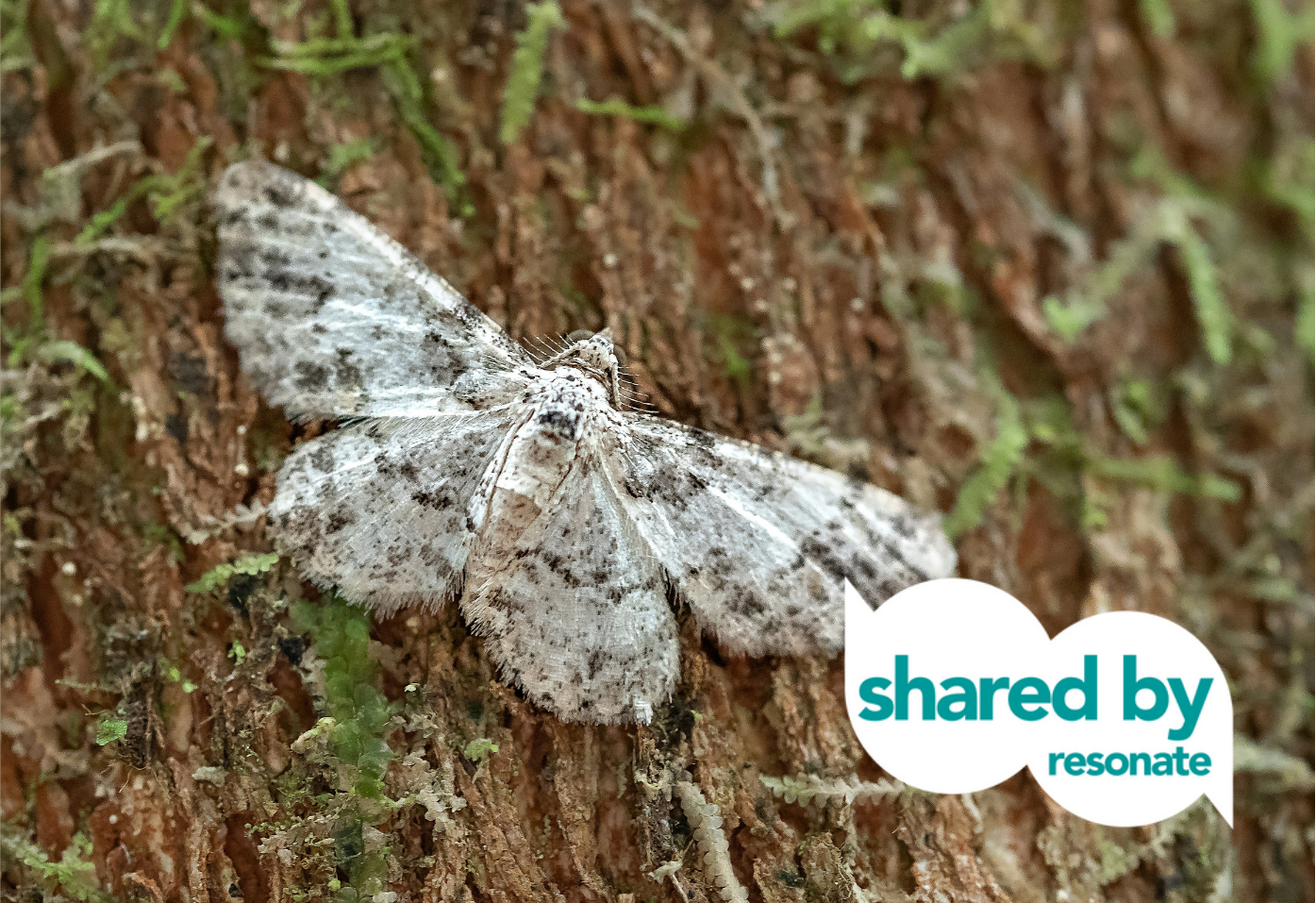Moth Survey