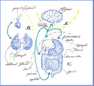 A-graphic-representation-of-the-connections-between-Central-Nervous-System-CNS-Brain_W640.jpg