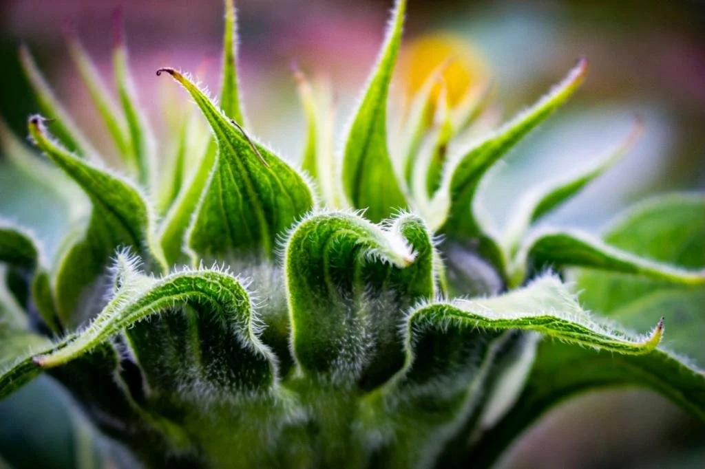 Close-up of a sunflower bud with green sepals and fuzzy surface, starting to open.