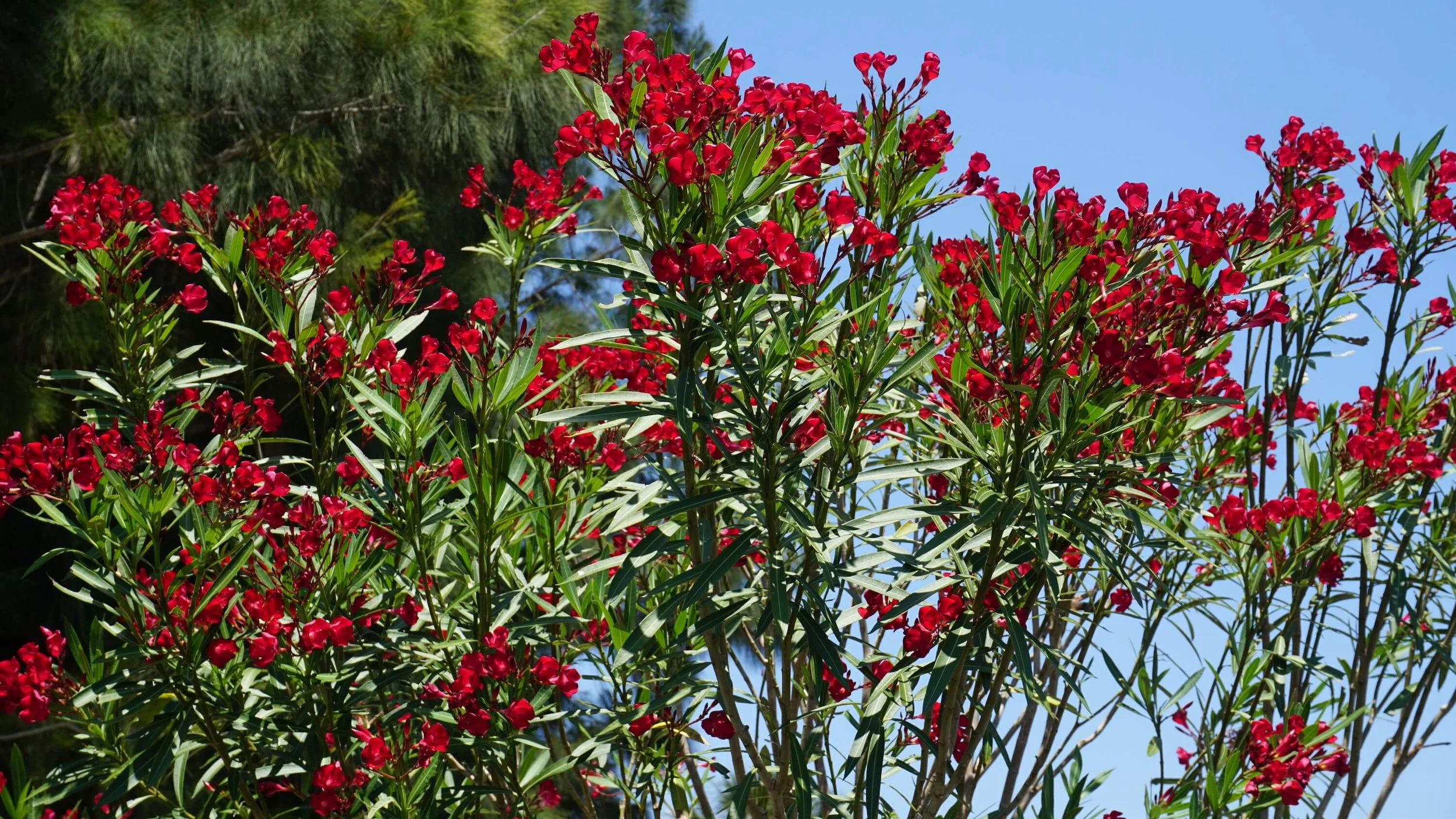 Red flowering shrub with green leaves and a clear blue sky in the background.
