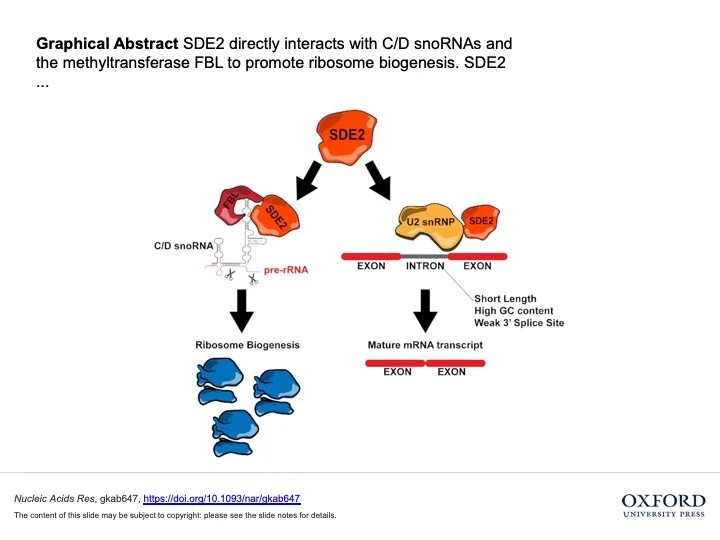 Pretty Caucasian woman at the beach smiling at camera.