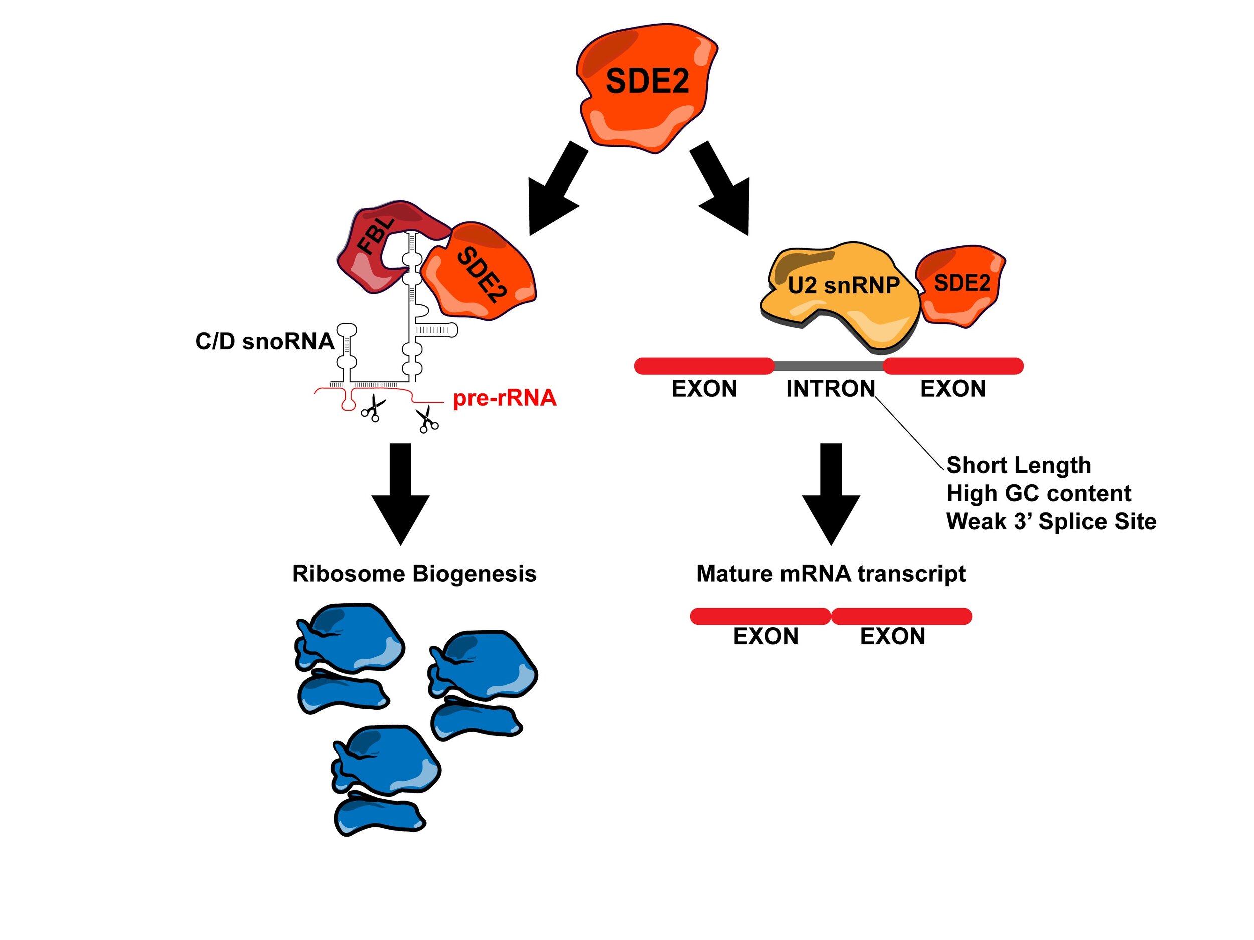 Graphical Abstract-12.jpg