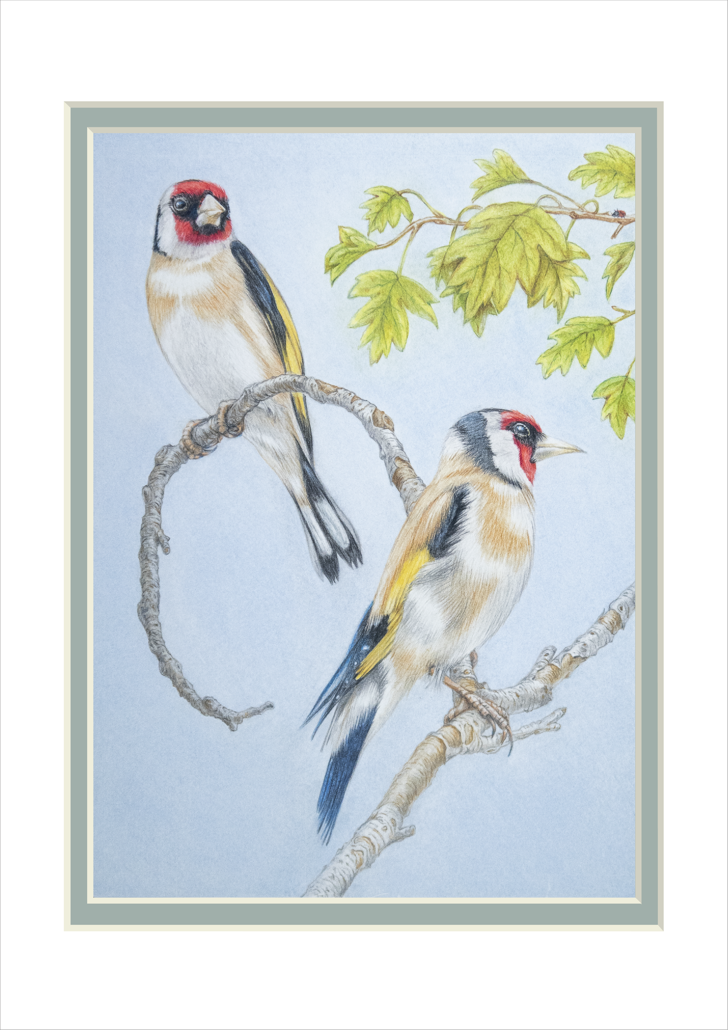 A pair of Goldfinches resting and enjoying the view!  Photo taken in my garden. 