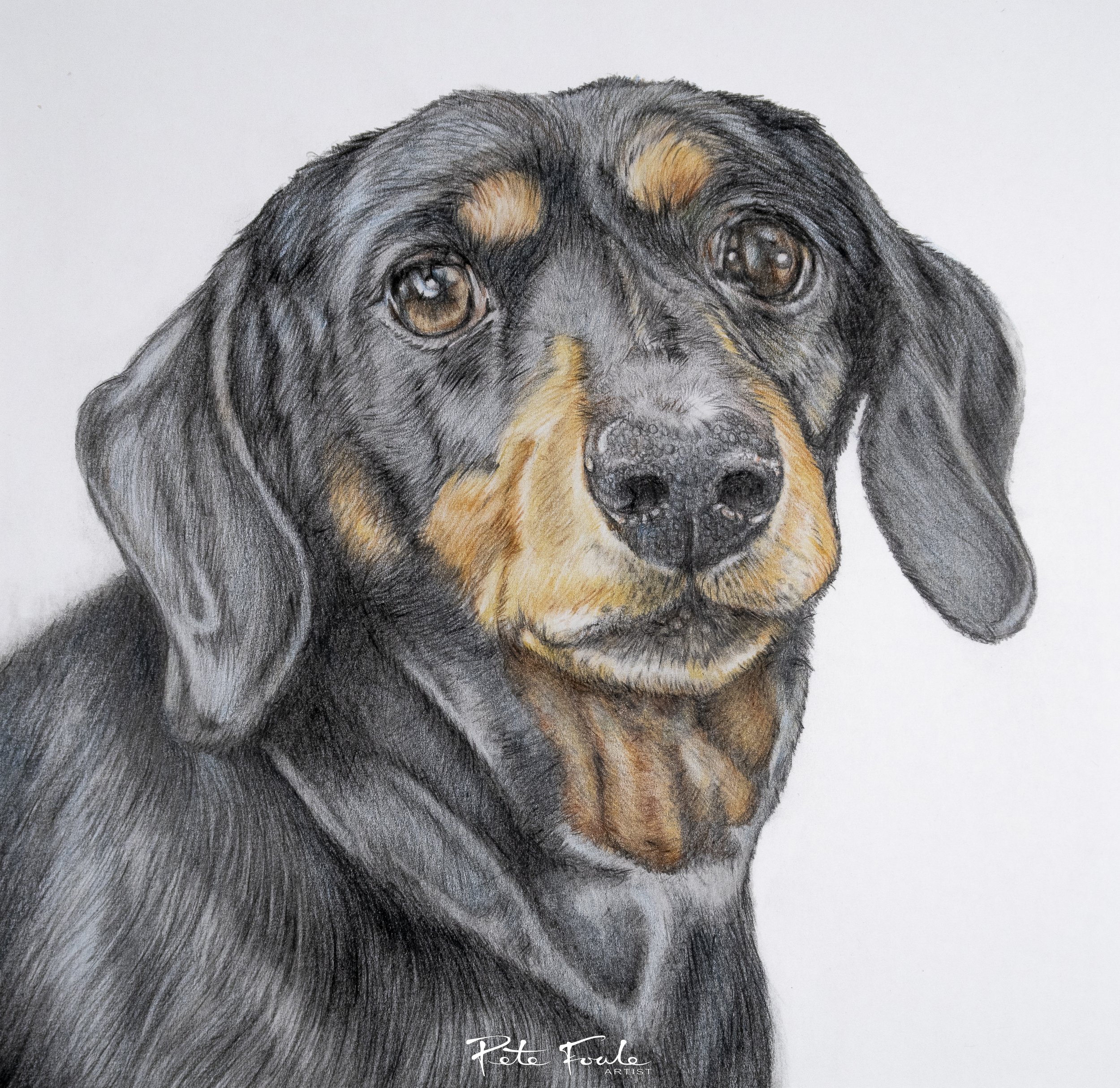 Solo, the Dashshund. A much loved and missed family pet