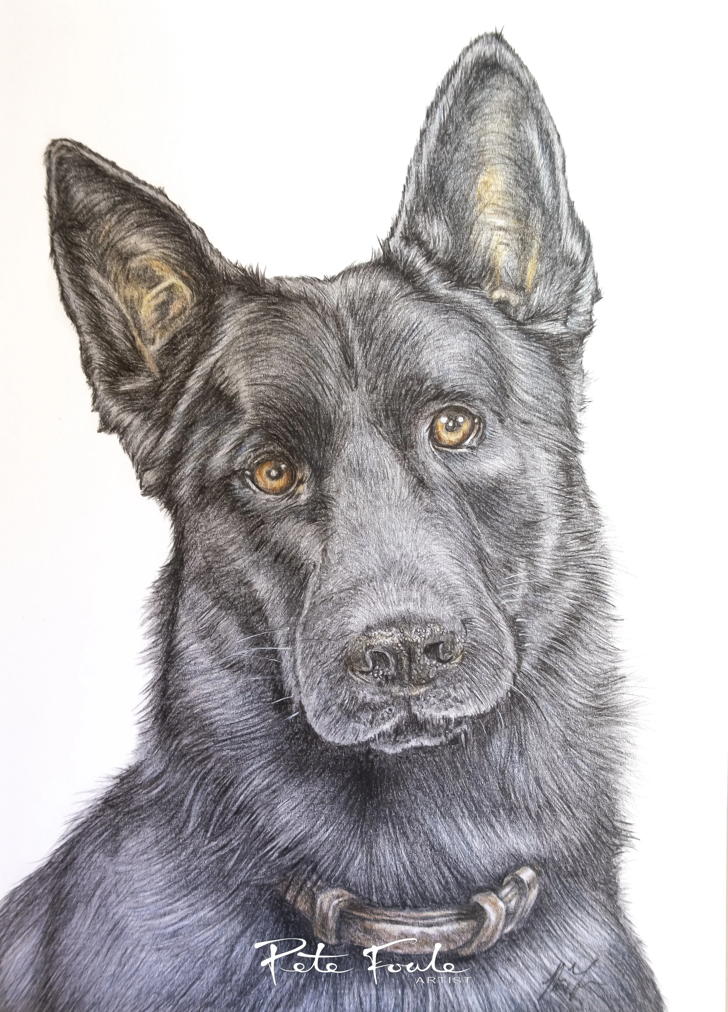 Kato, a beautiful Jet black Alsatian