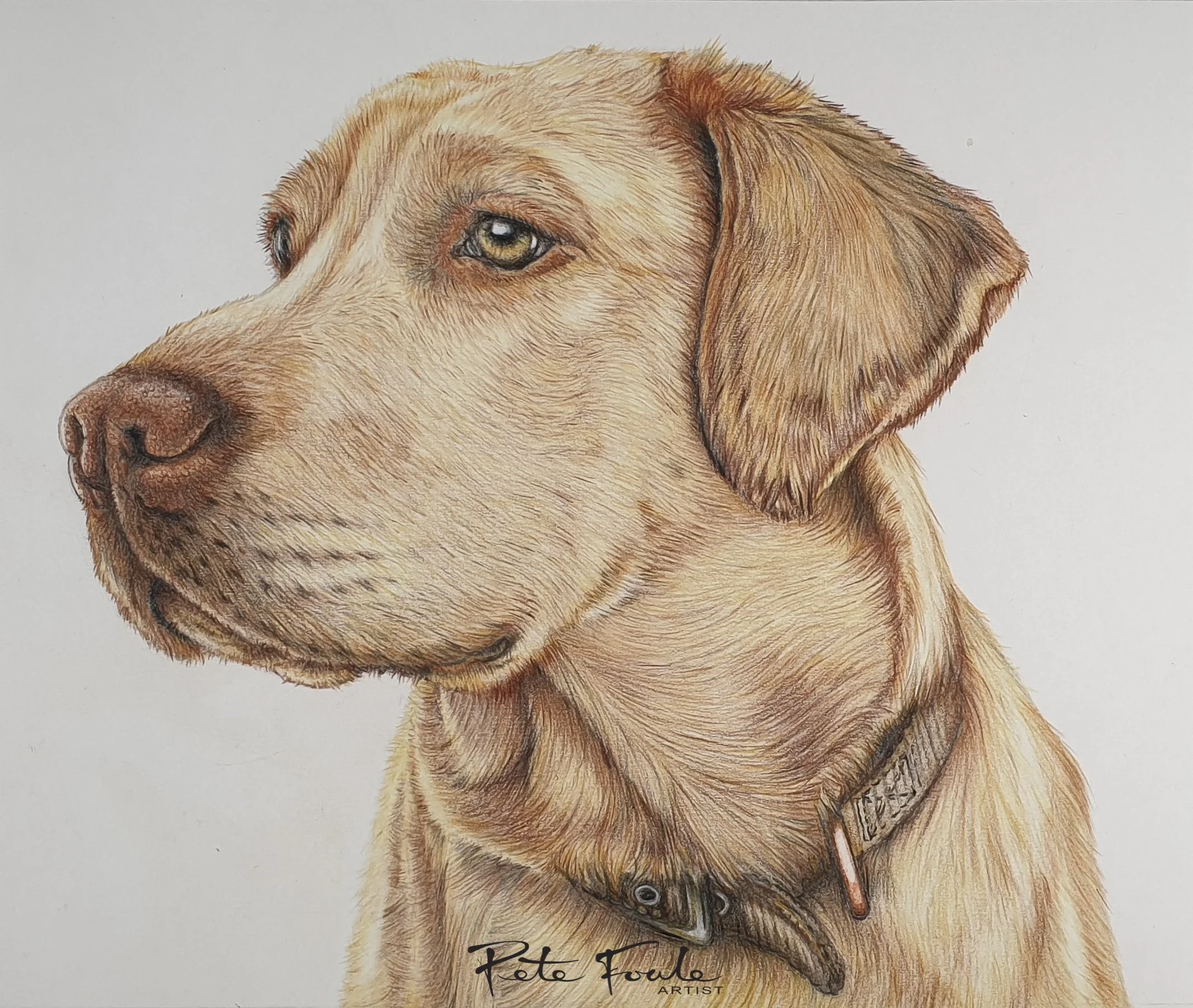 George, our Golden Labrador. A truly beautiful soul and deeply missed.