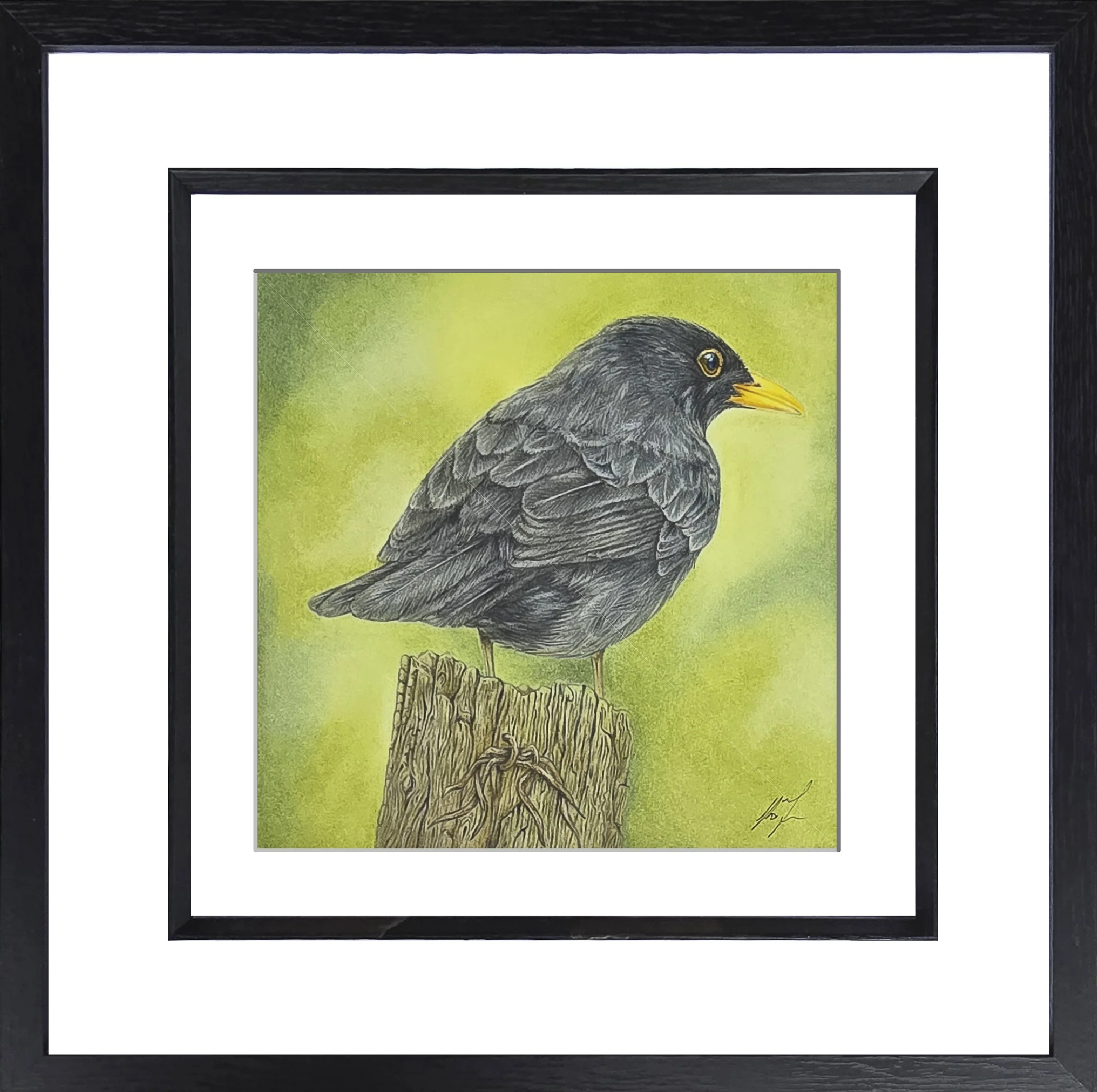 Black Bird resting