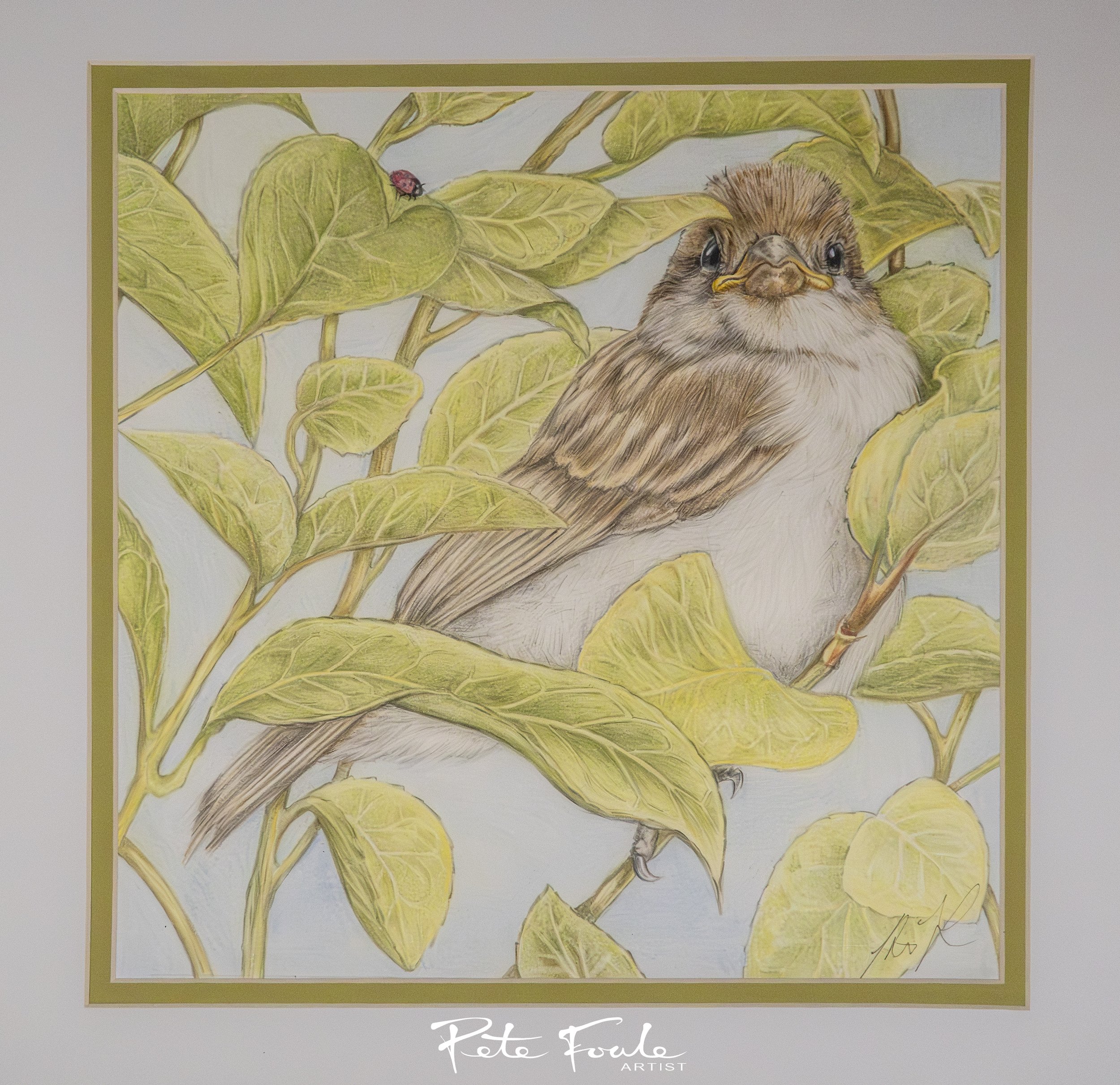 Fledgling