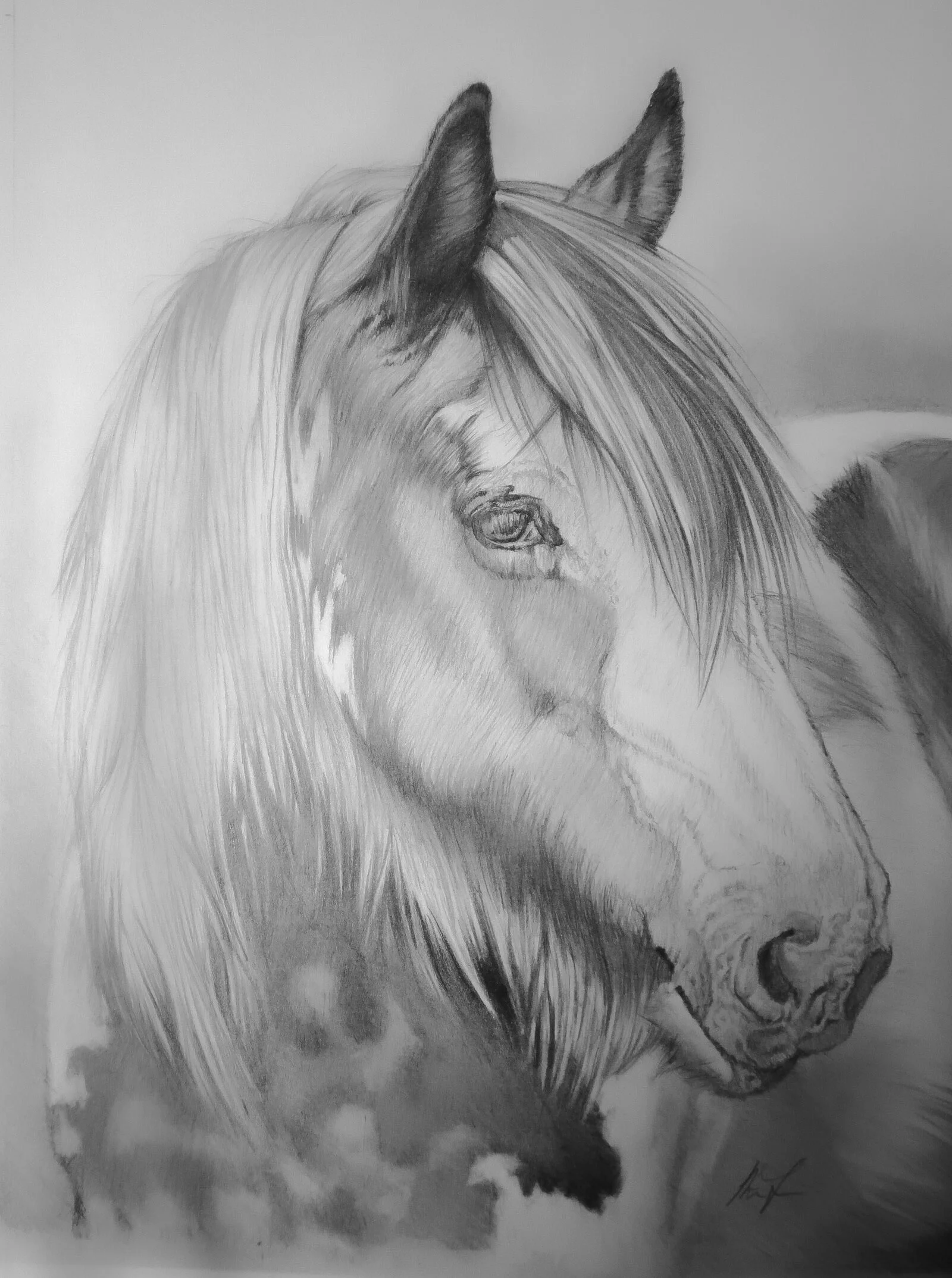 Blondie, the Cob.