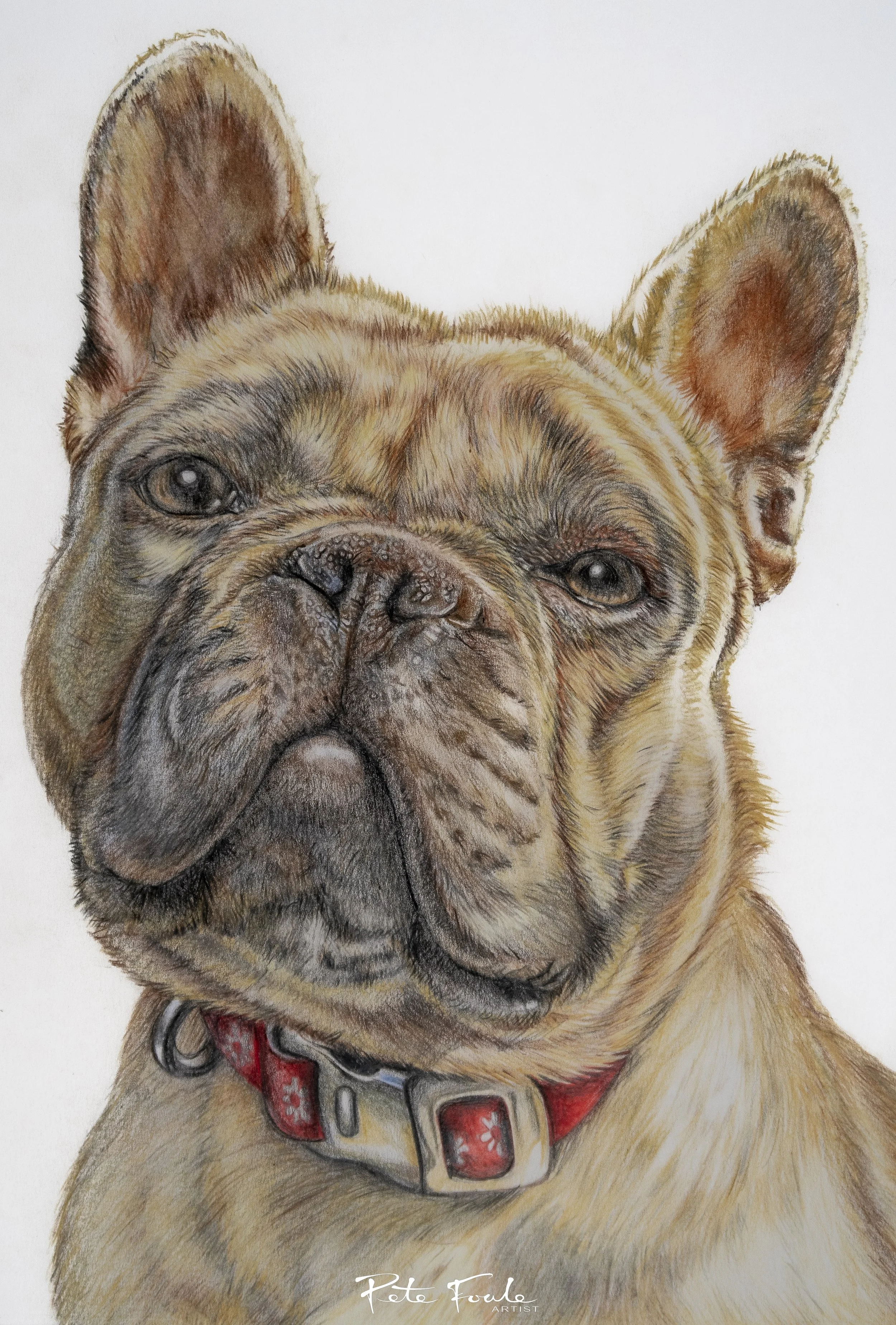 Freddy the Frenchie. An aloof but handsome boy!