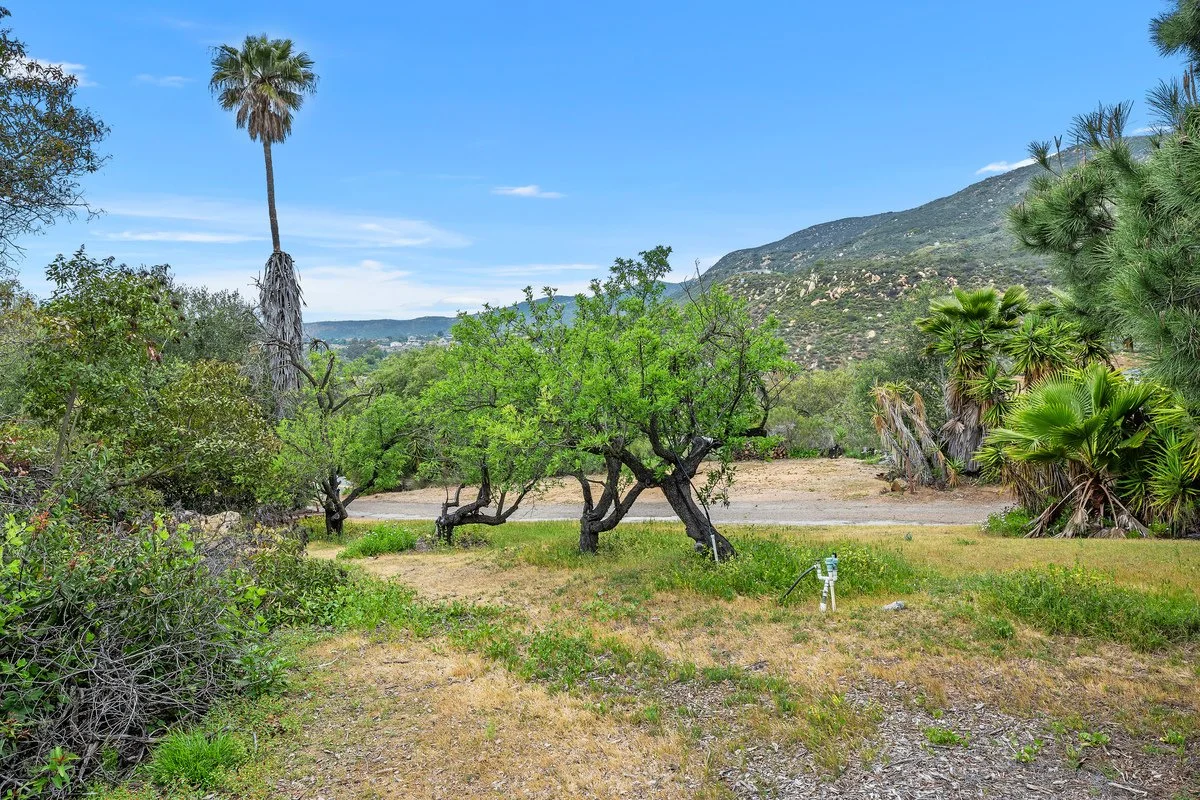A desert scene with trees, including a tall palm tree and smaller green trees, a mountain in the background, and a clear blue sky.