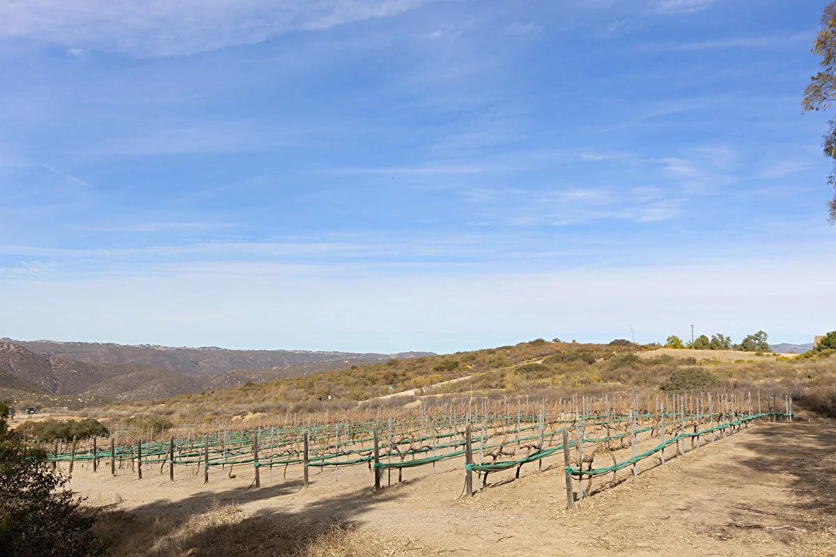 Vineyard with rows of grapevines in a dry, hilly landscape under a blue sky.