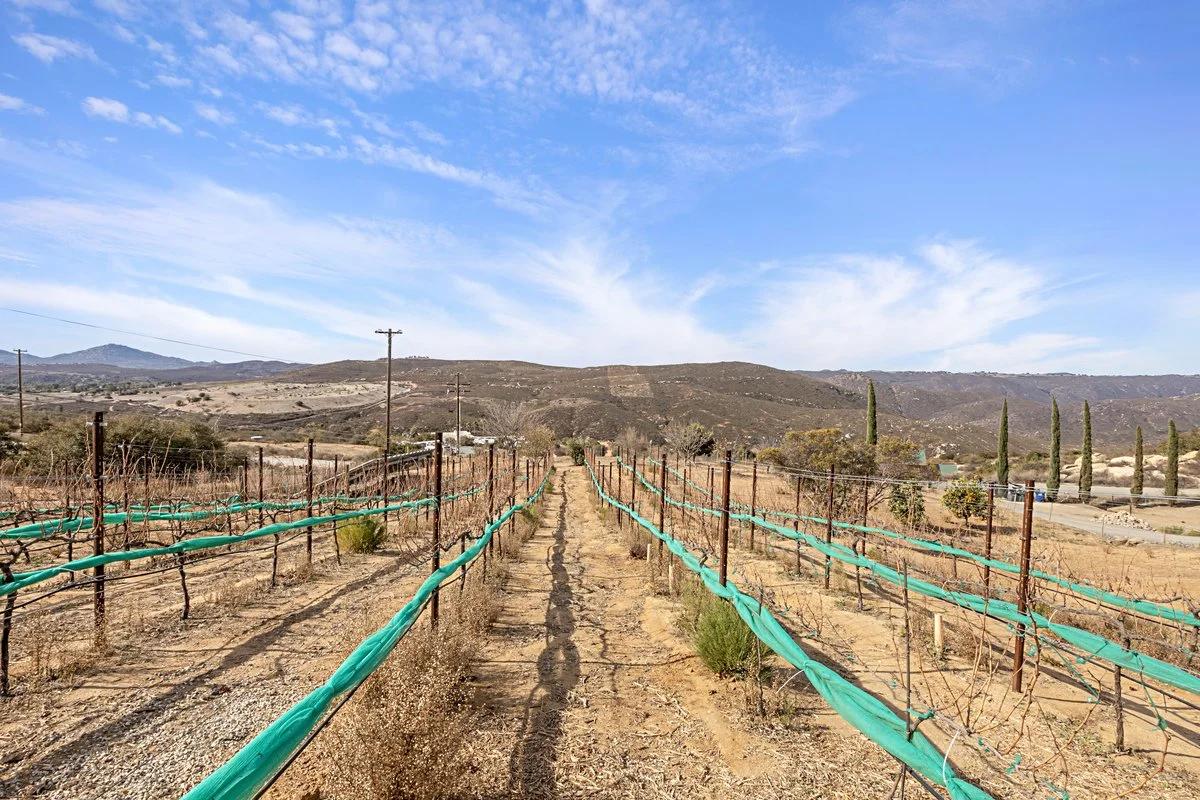 Vineyard with rows of grapevines supported by green irrigation tubing, set in a dry, hilly landscape with mountains in the background and a partly cloudy sky above.