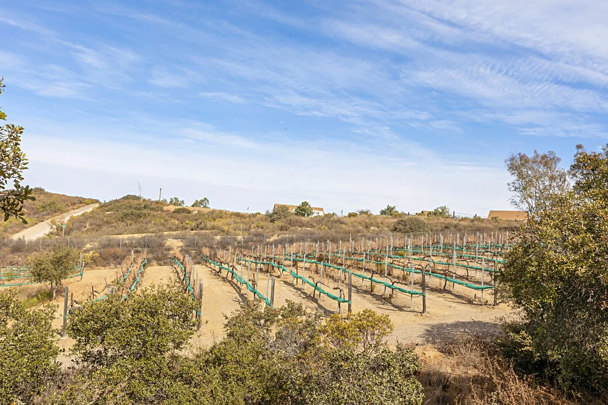 Vineyard with rows of grapevines supported by trellises, surrounded by dry, grassy land hillside, under a clear blue sky with wispy clouds.