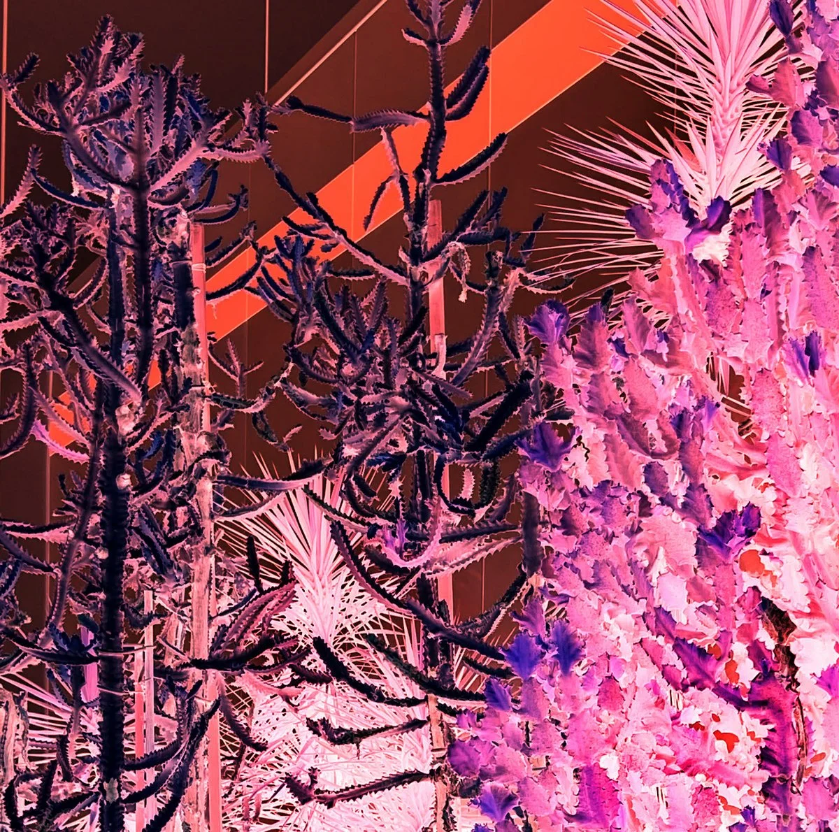 Zippered Time, Winged Dialogue
by David Birchall, Kate Carr and Tullis Rennie (2024) Flaming Pines (UK)