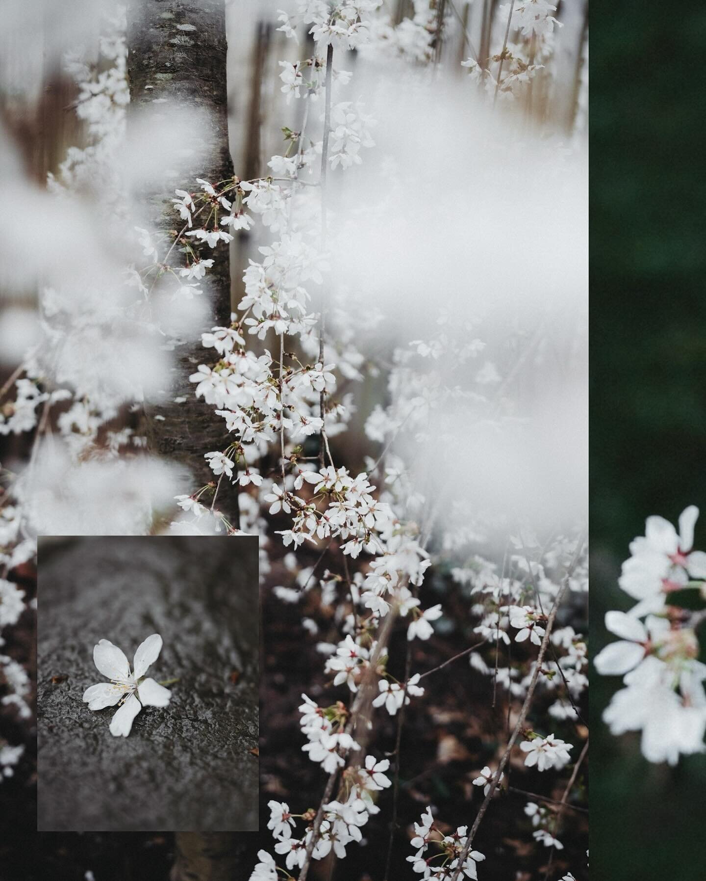 Cherry blossoms in the rain. Happy Weekend.
#cherryblossom #rain