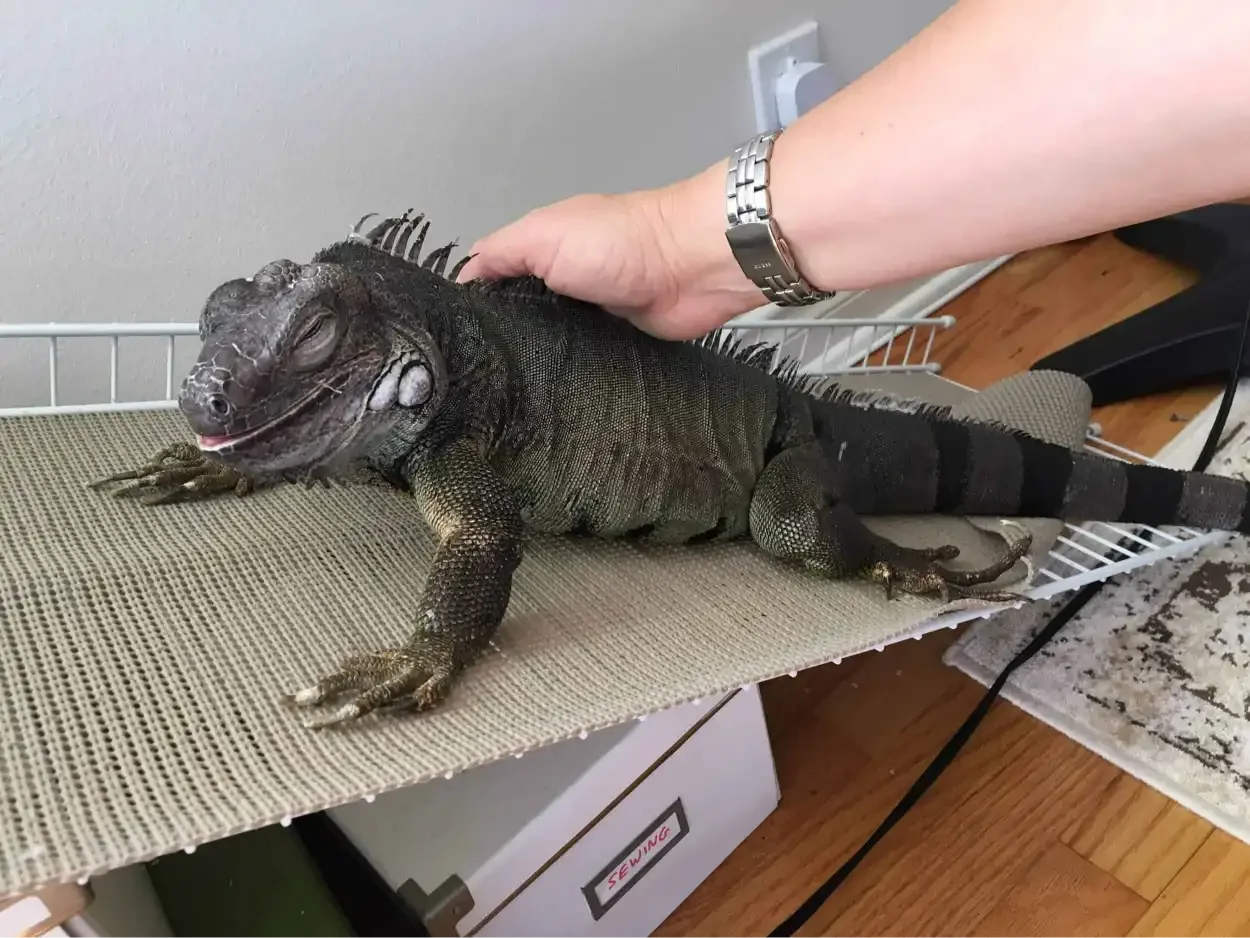 Iguana+Pets.webp