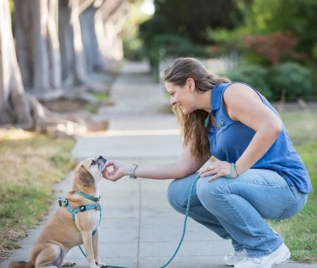 Signs Your Pet Needs A Qualified Medication-Trained Sitter