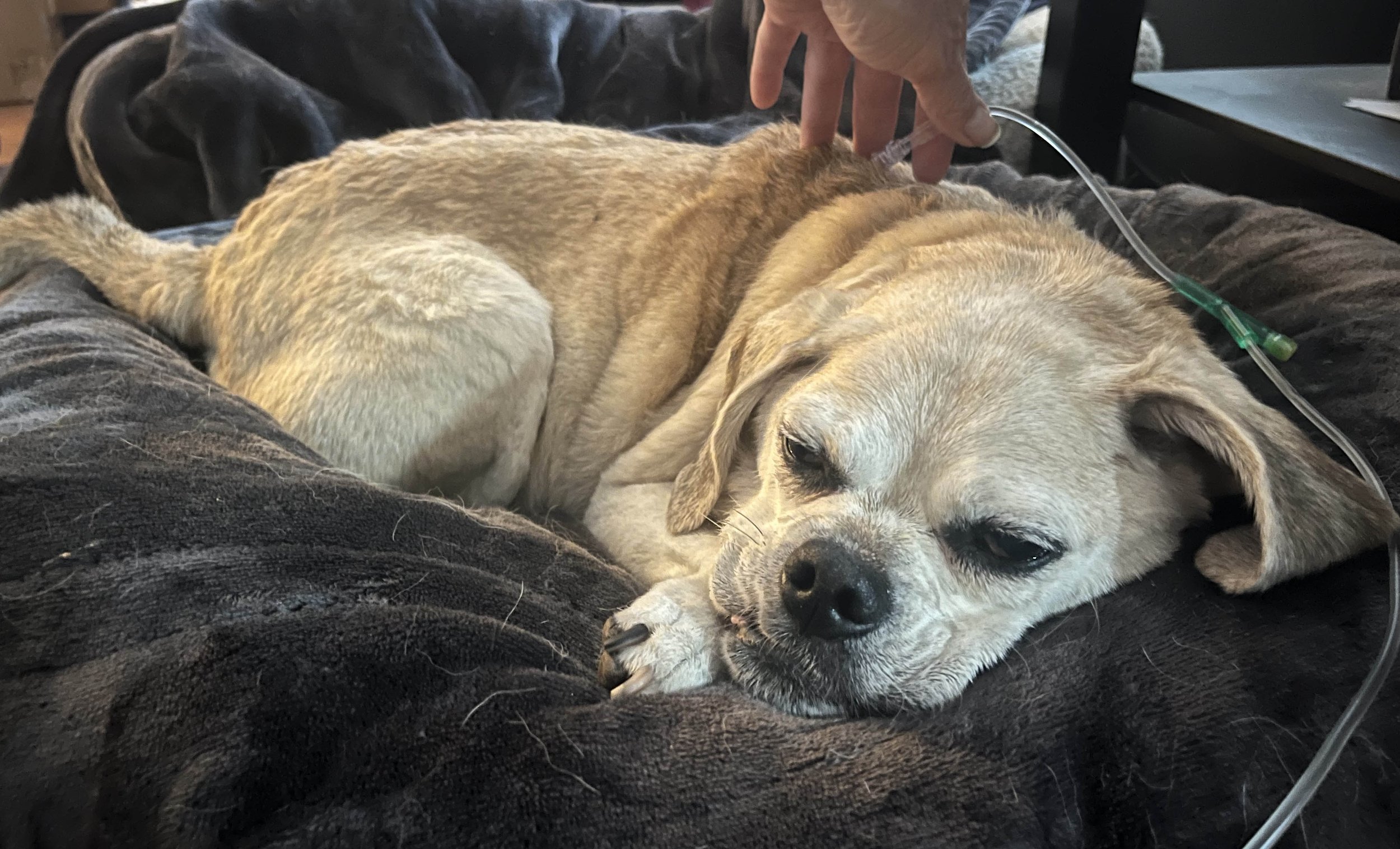 Signs Your Pet Needs a Qualified Medication-Trained Sitter