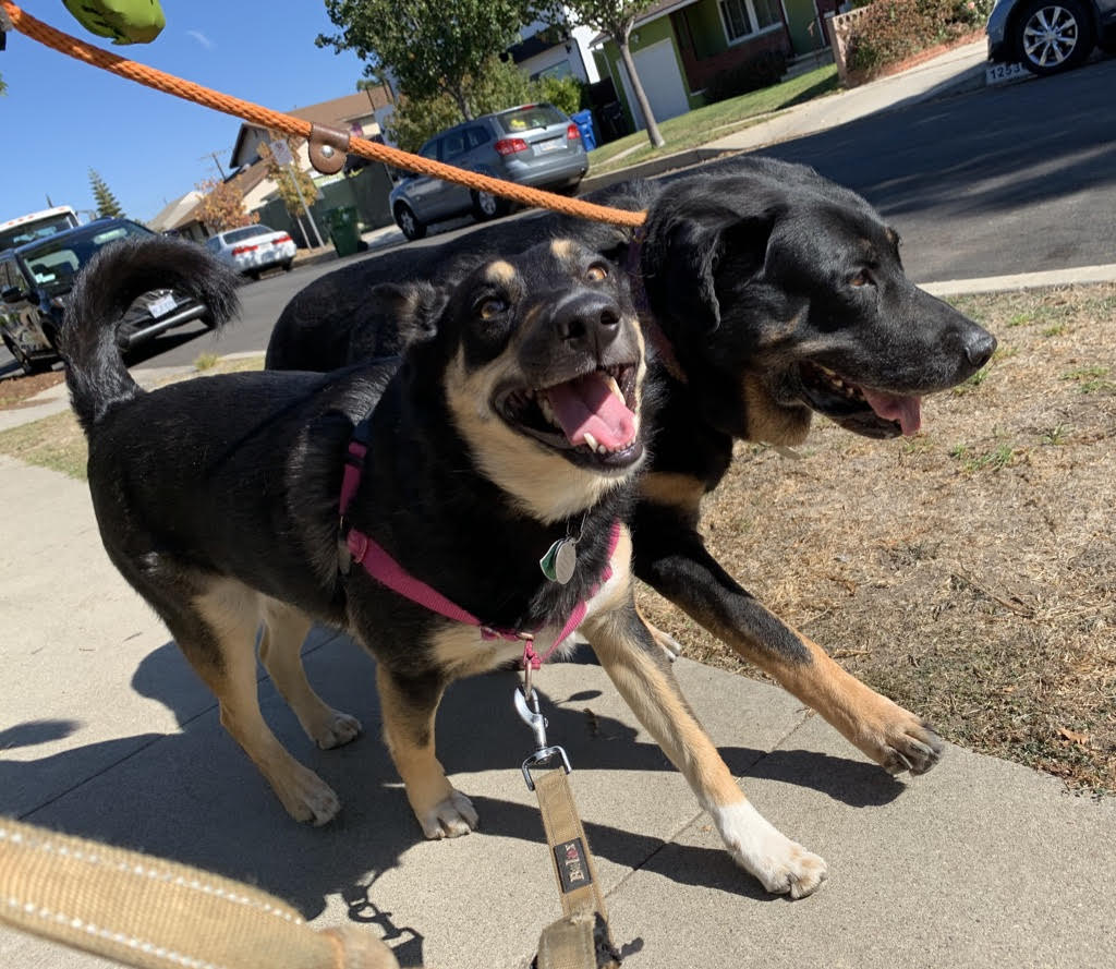 Reasons to Consider a Professional Dog Walker