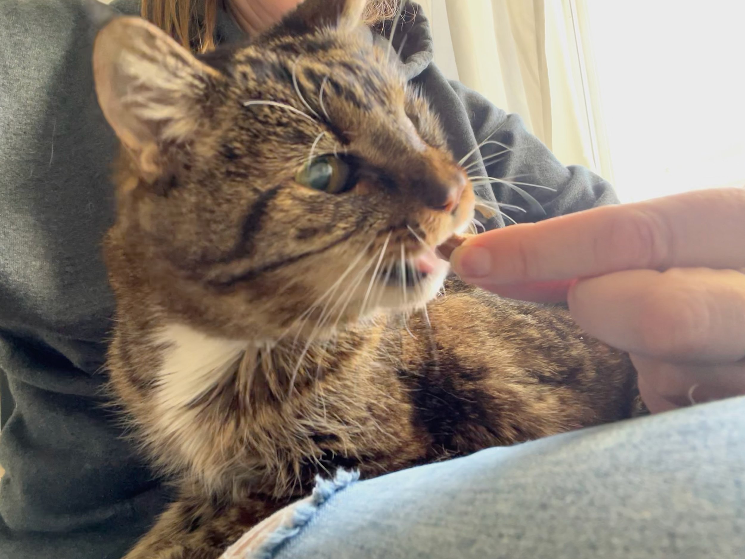 Creating A Pet Care Plan That Includes Medication Requirements