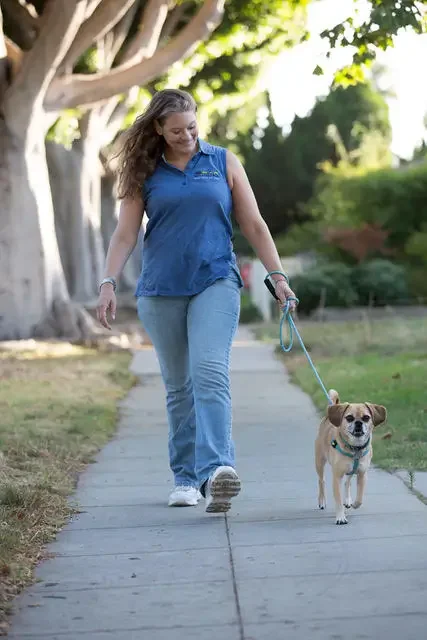 The Role of Daily Walks in Preventing Dog Obesity