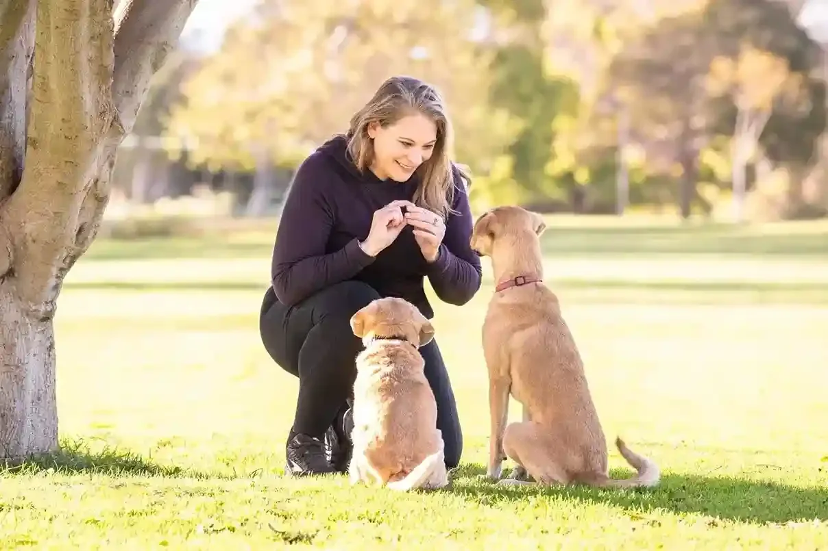 Why Structured Dog Walks Are Better Than Longer Walks