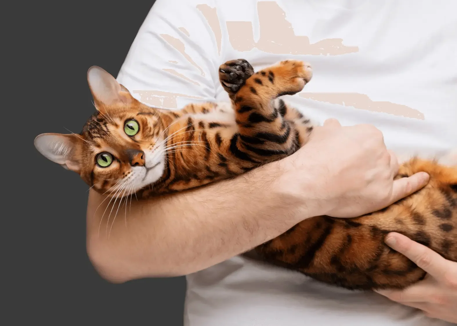 Trusted In-Home Care for Happy Felines