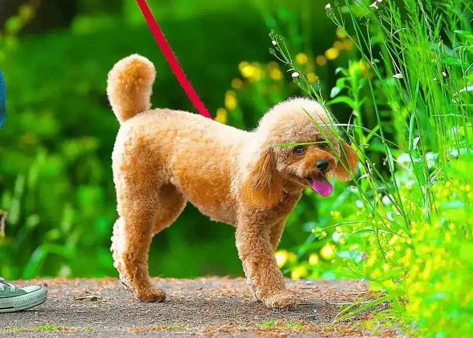 Unleash The Fun: Dog Walking Mar Vista