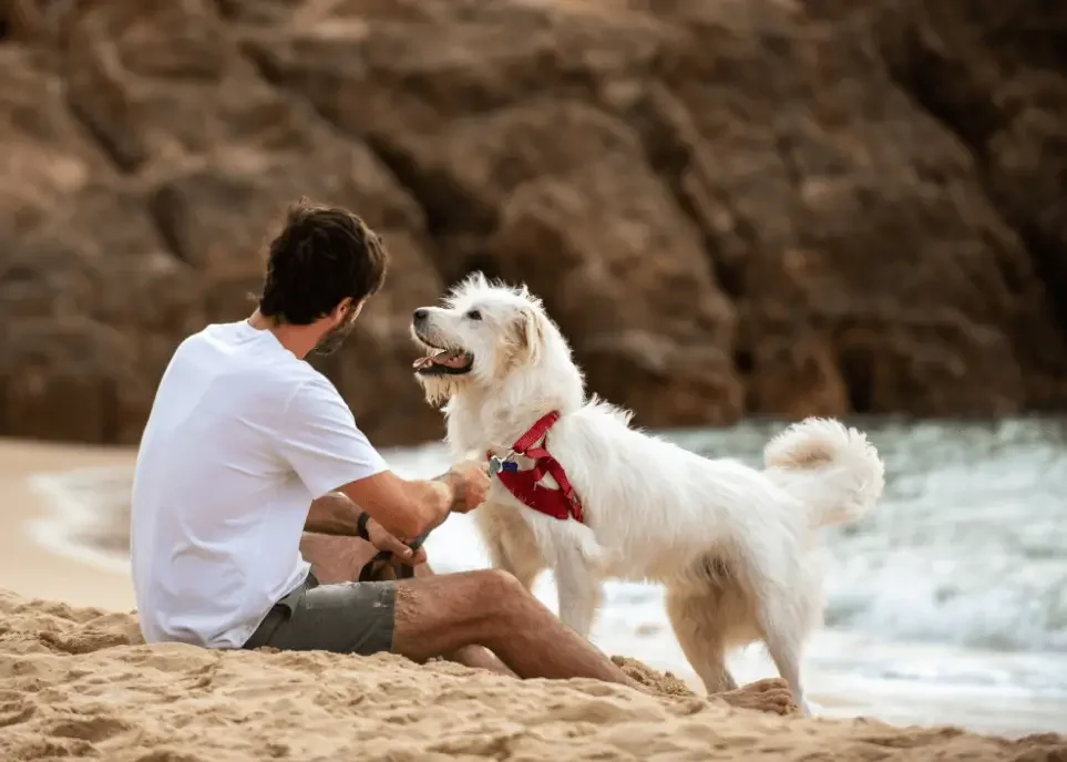 Discover The Best Dog Walker Santa Monica Today