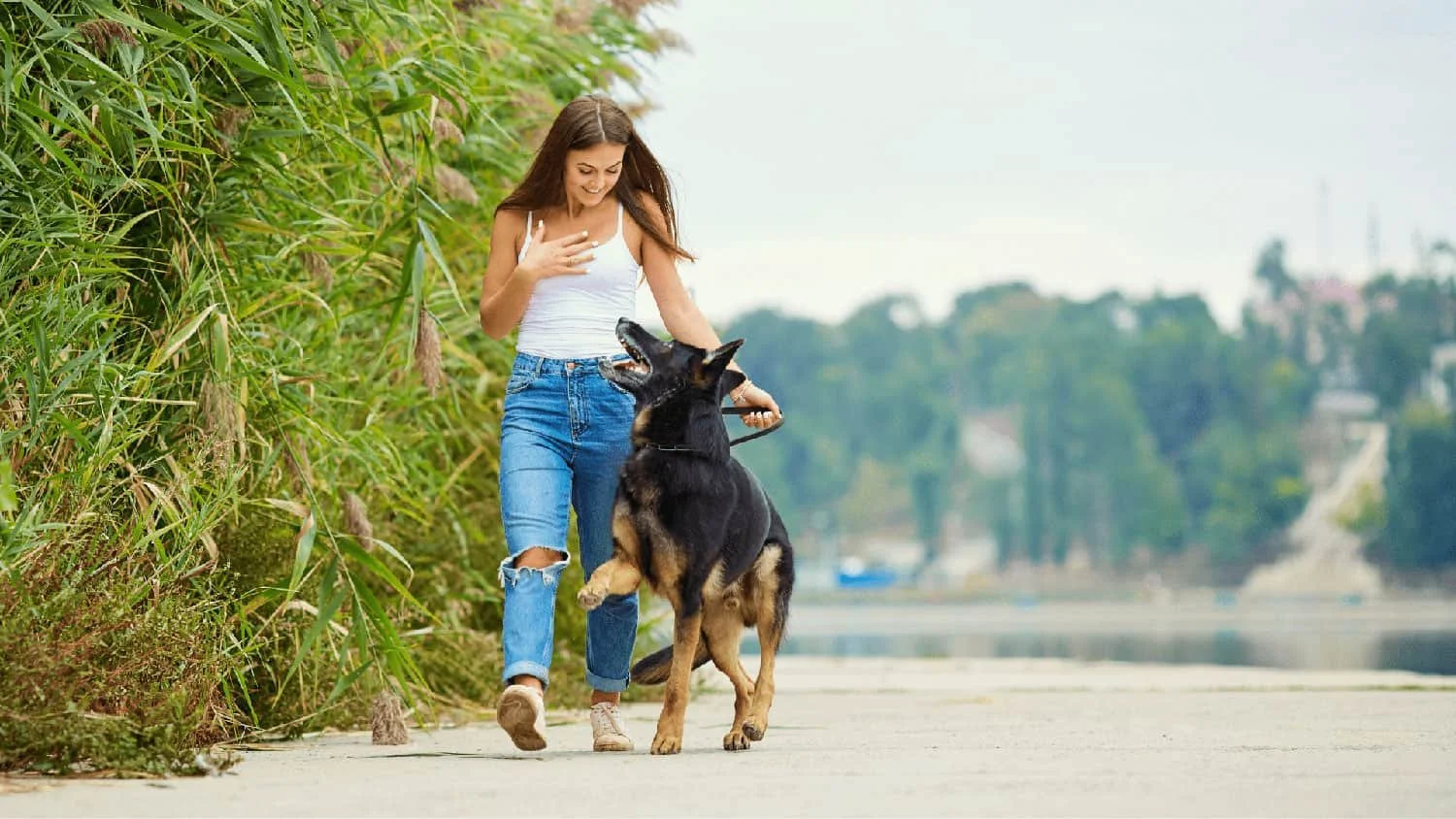 Midday walk with a dog at Sit Stay Play
