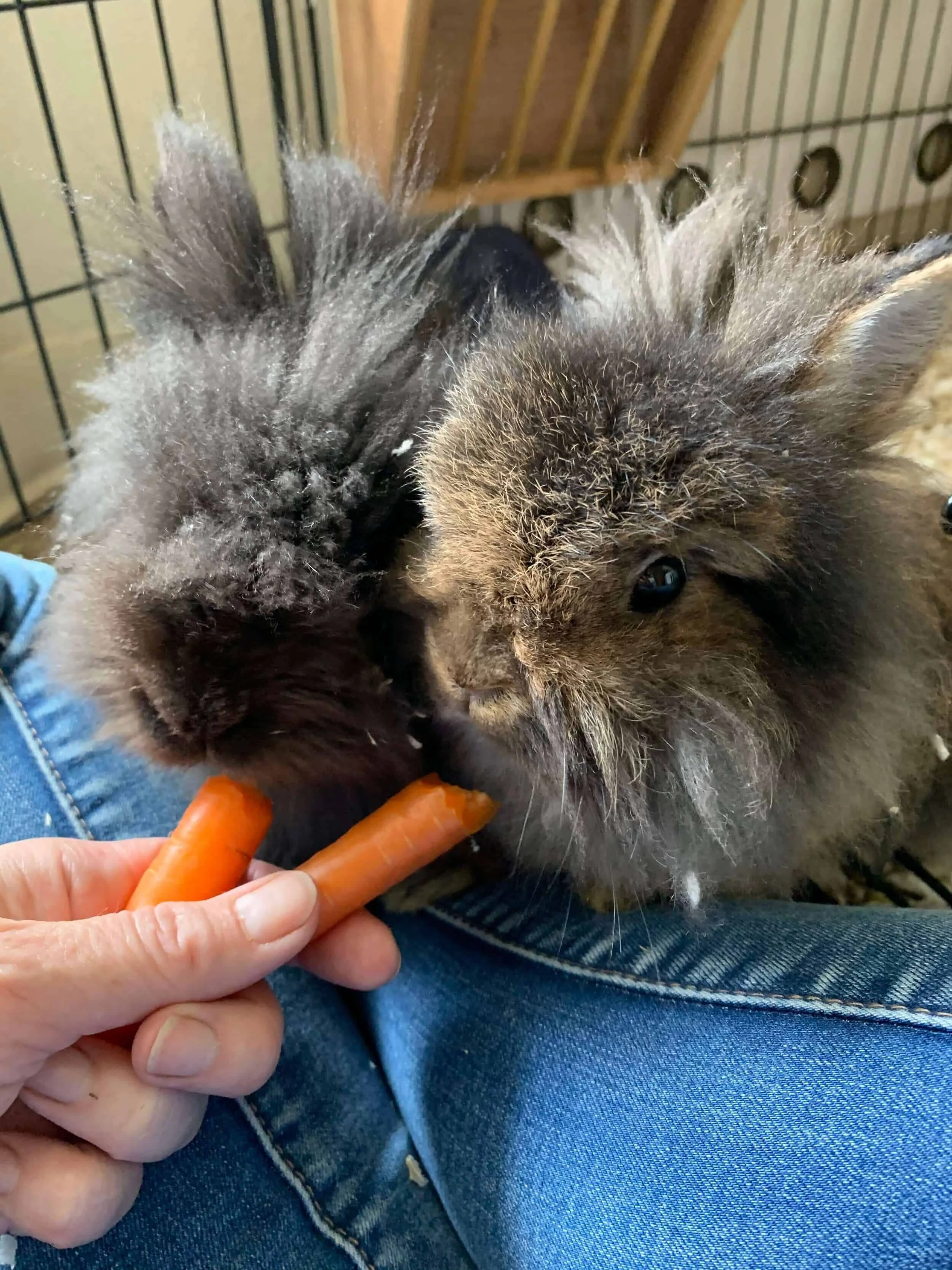 Two fluffy rabbits, one gray and one brown, being fed baby carrots by a person's hand inside a cage.
