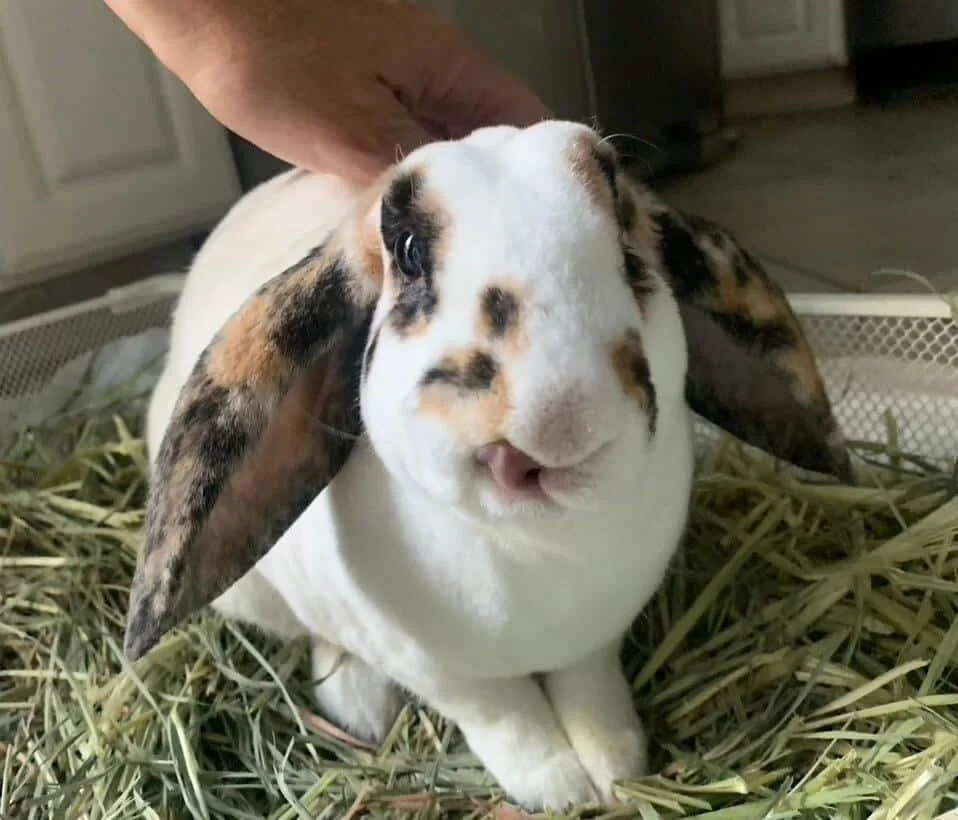 A white rabbit with brown and black spots on its face and ears sitting on hay.